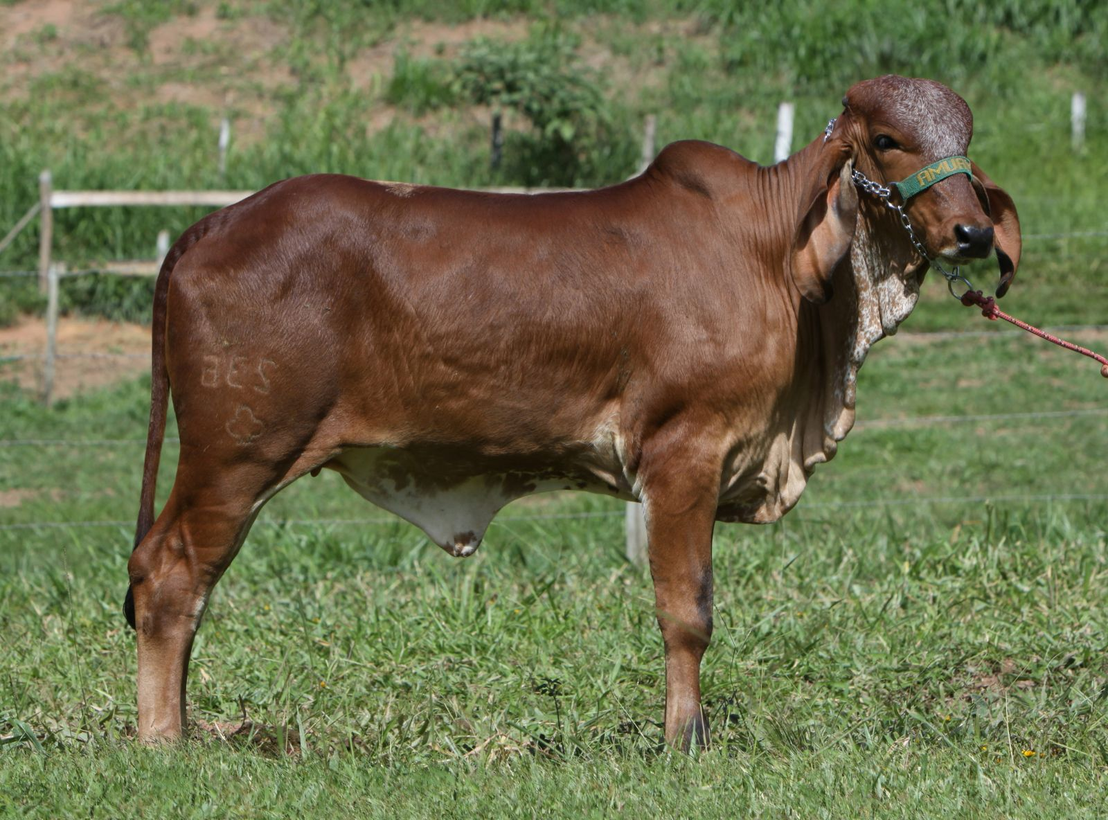 JUGULAR JCRF 235 - FILHA DO ELO