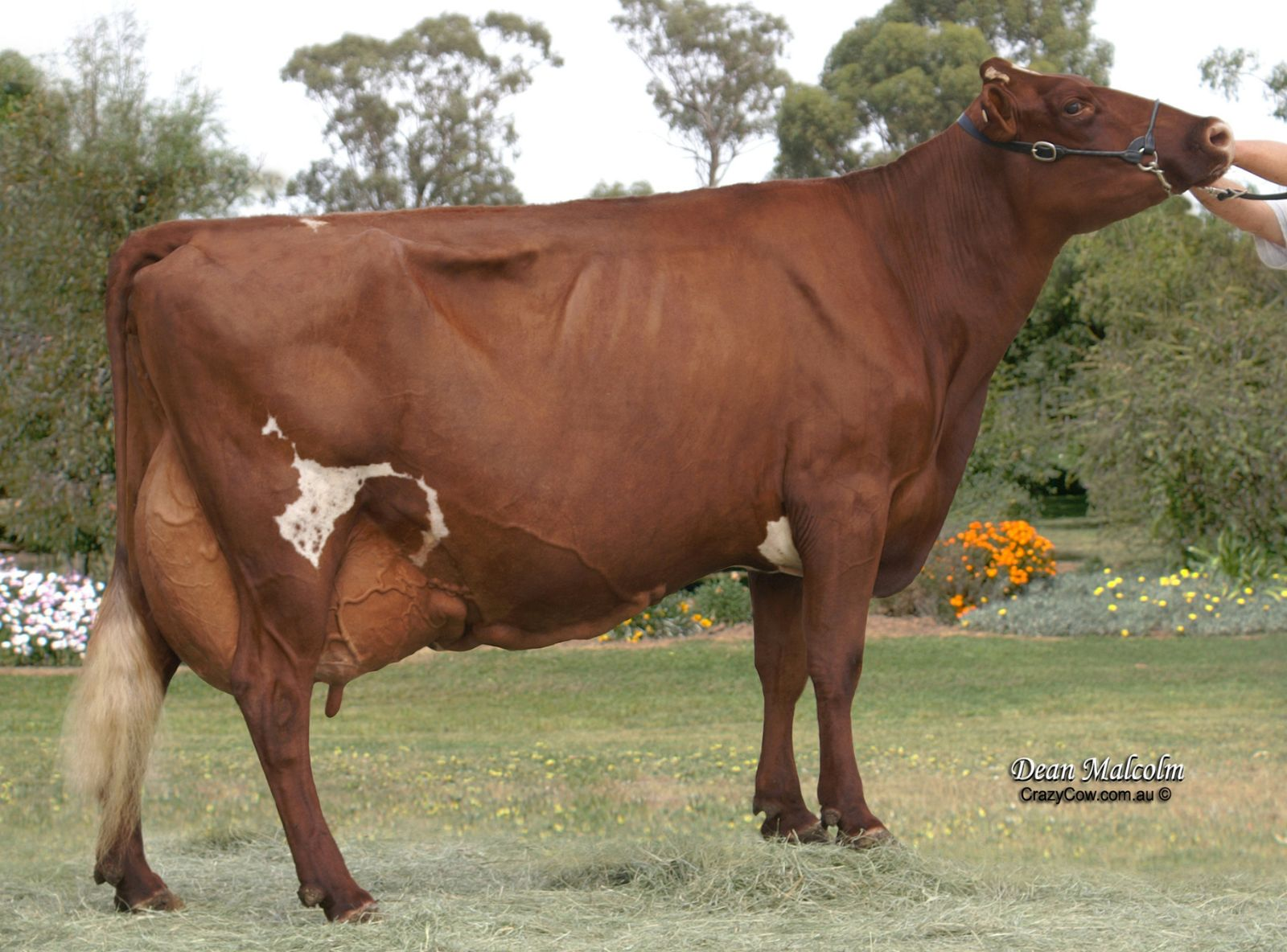 IRMÃ MATERNA DA MÃE DO ARAMIS