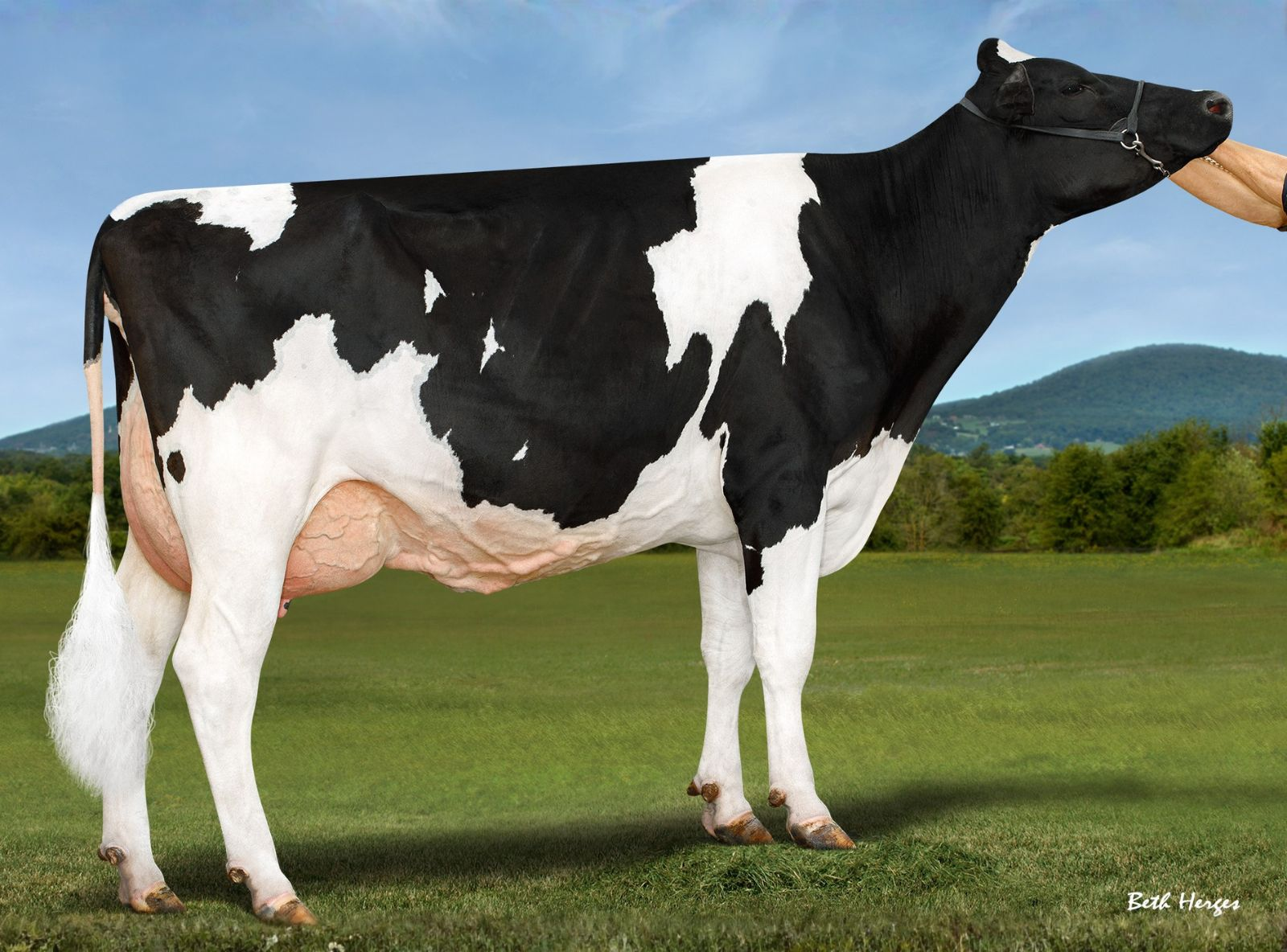 TTM MENDEL ARUGULA - MÃE DE AMBUSH P