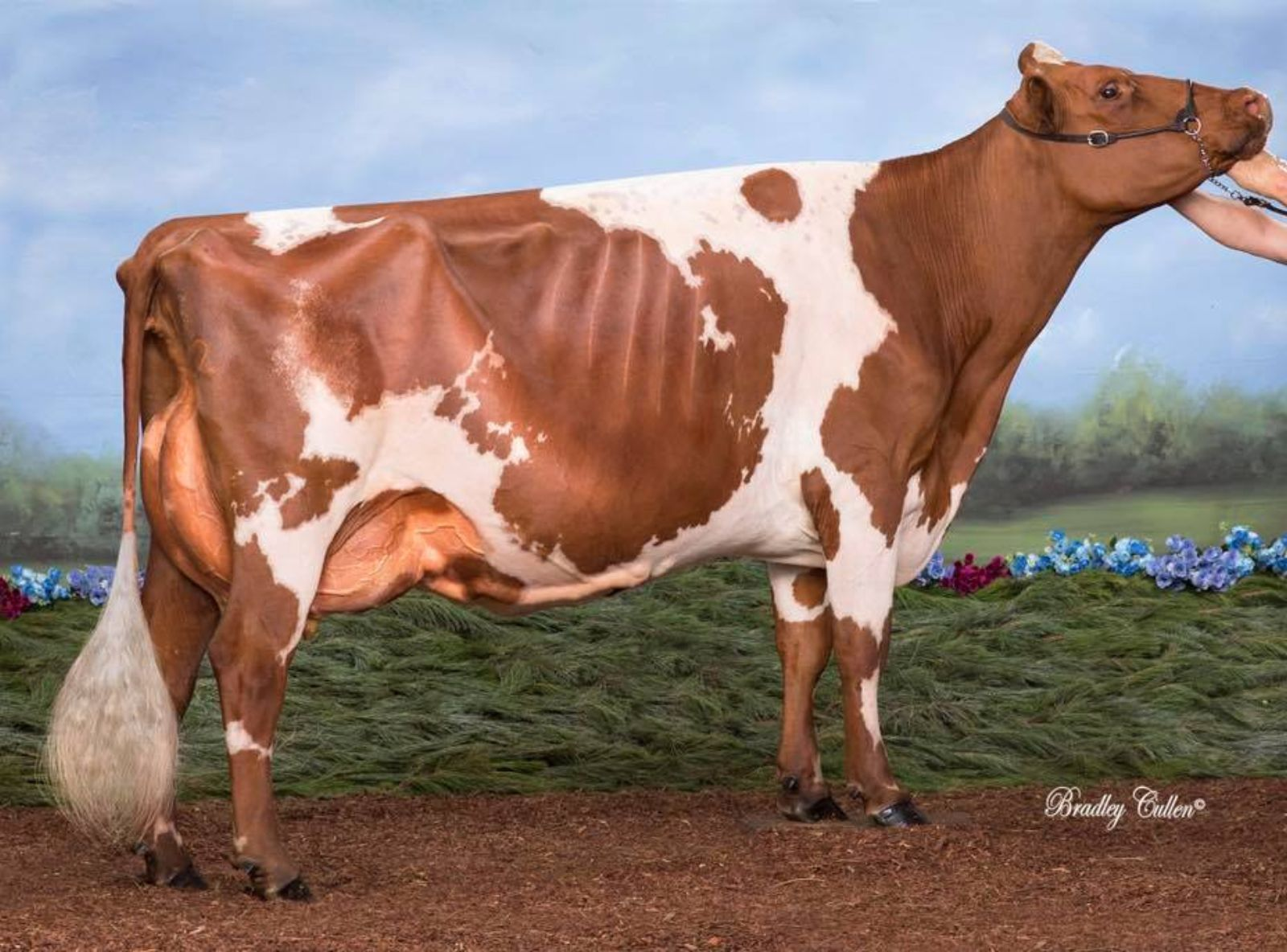 WALLUMLANDS SUNSTORM 8 TH - MÃE DO HUNTER