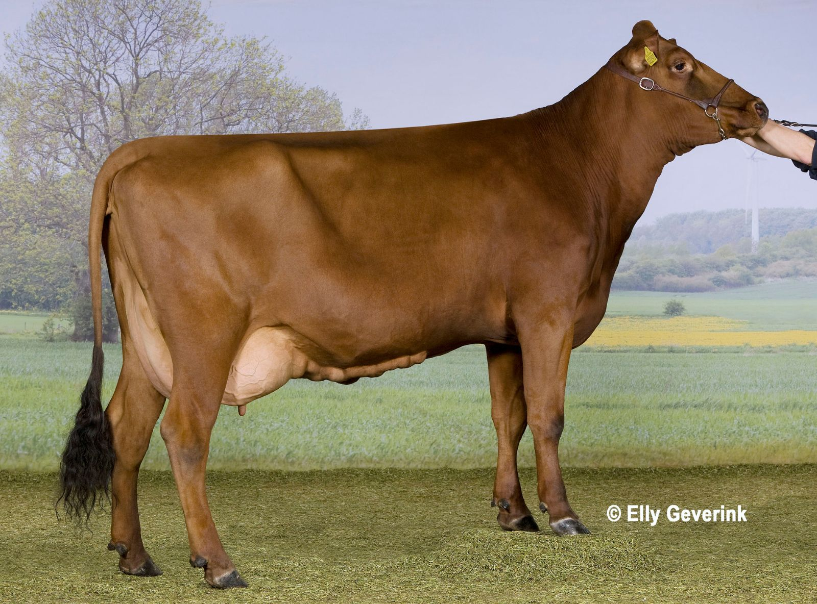 R FACET 53786-2293 FRA MARCO ARENSMAN AULUM