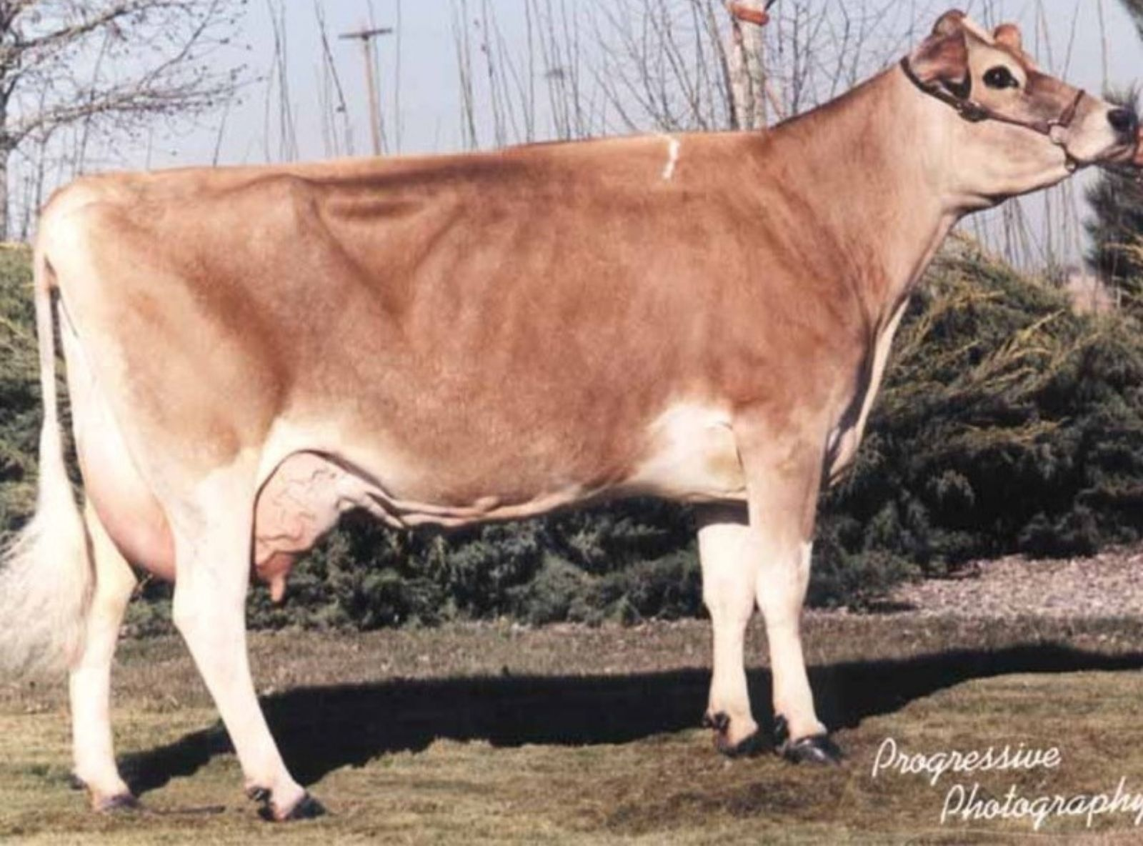 ATILA AU DUNCAN SOONER TWILIGHT - AVÓ DO ATILA