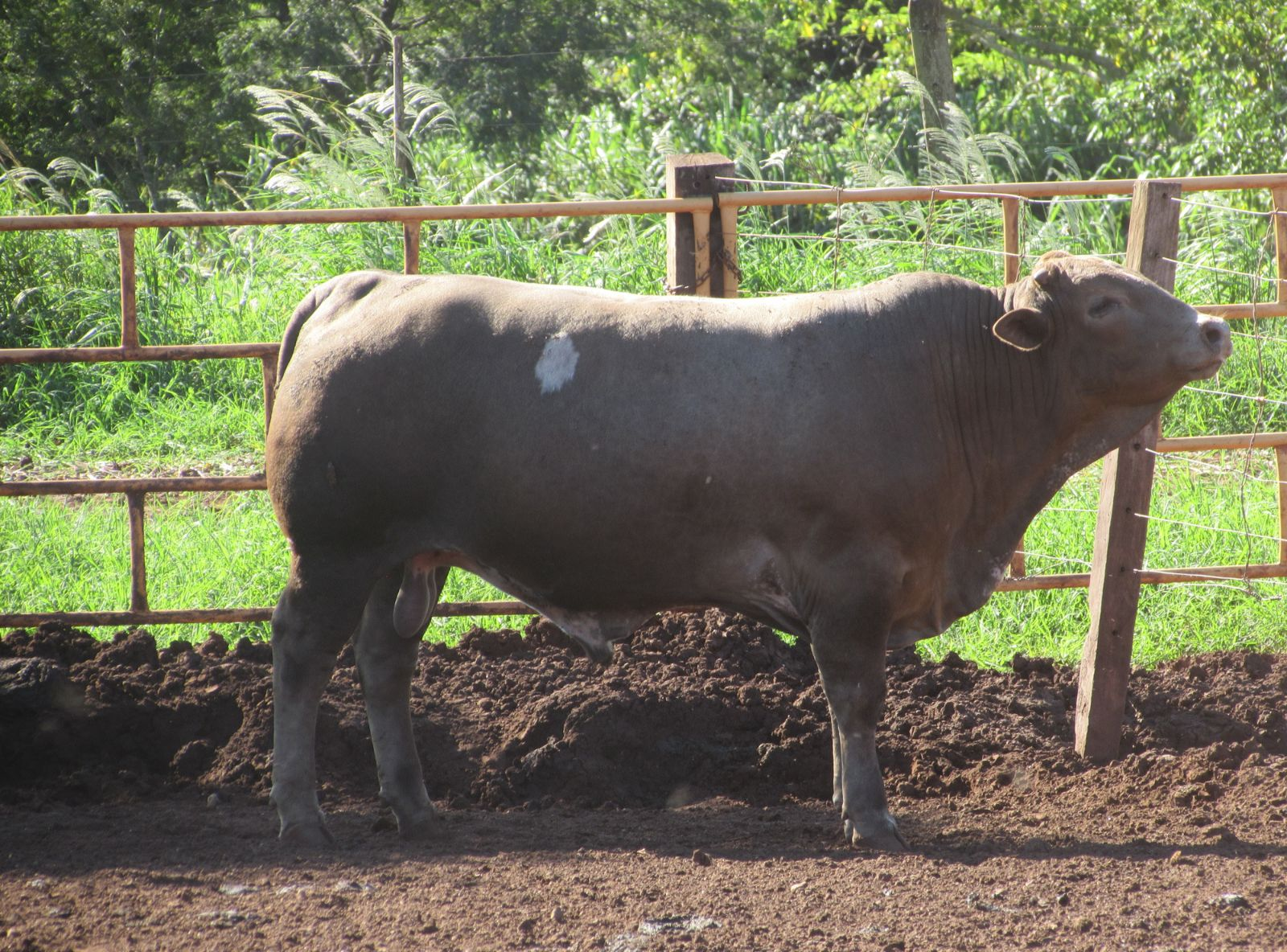 TRICROSS - FILHO DO VLADIMIR