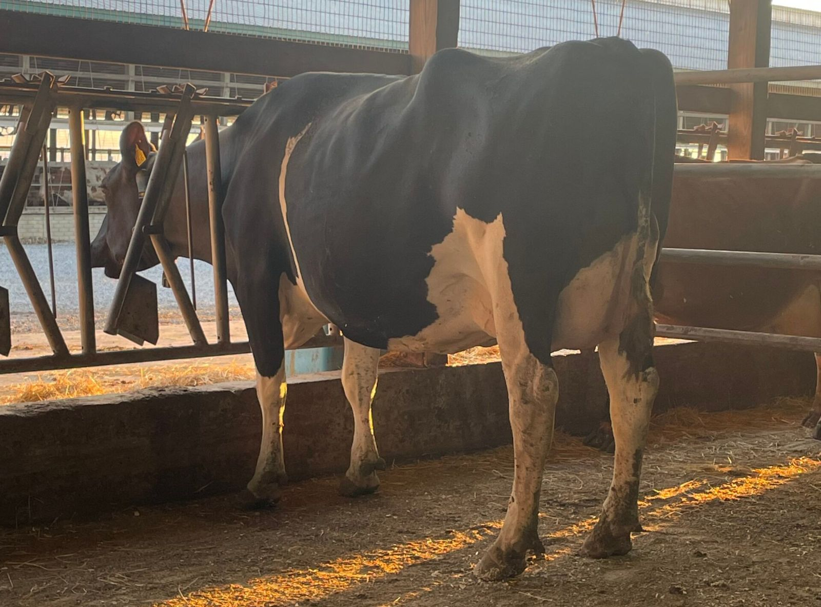 PEN COL G 6165 - MÃE DE CHERRY