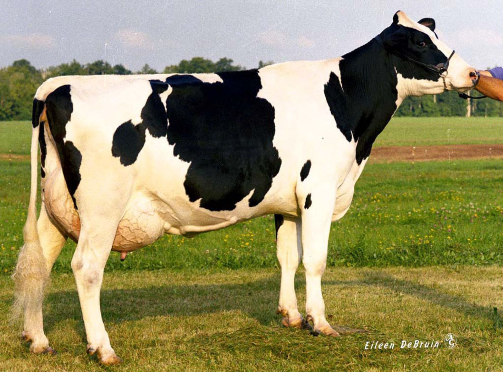 TUI ONYX NICK TW VG-86 - MATRIARCA DO SANTI