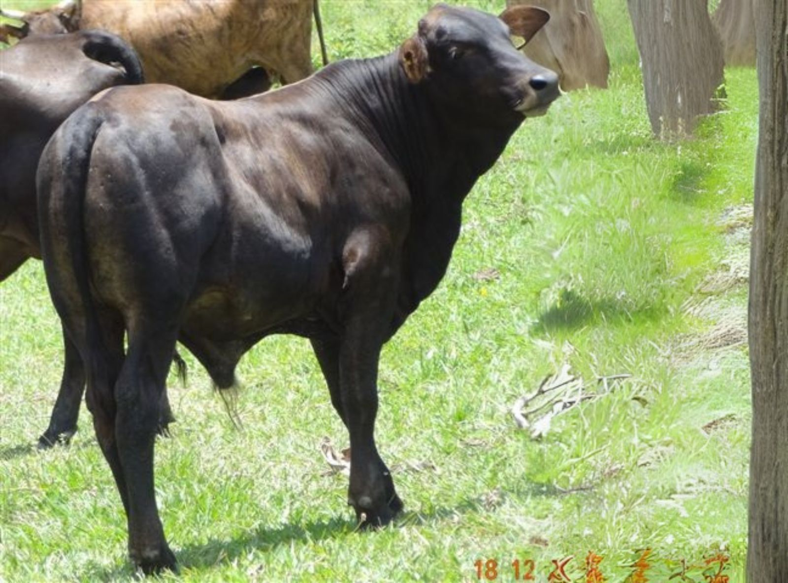 PROGÊNIE EM VACA1/2 SANGUE ANGUS X NELORE