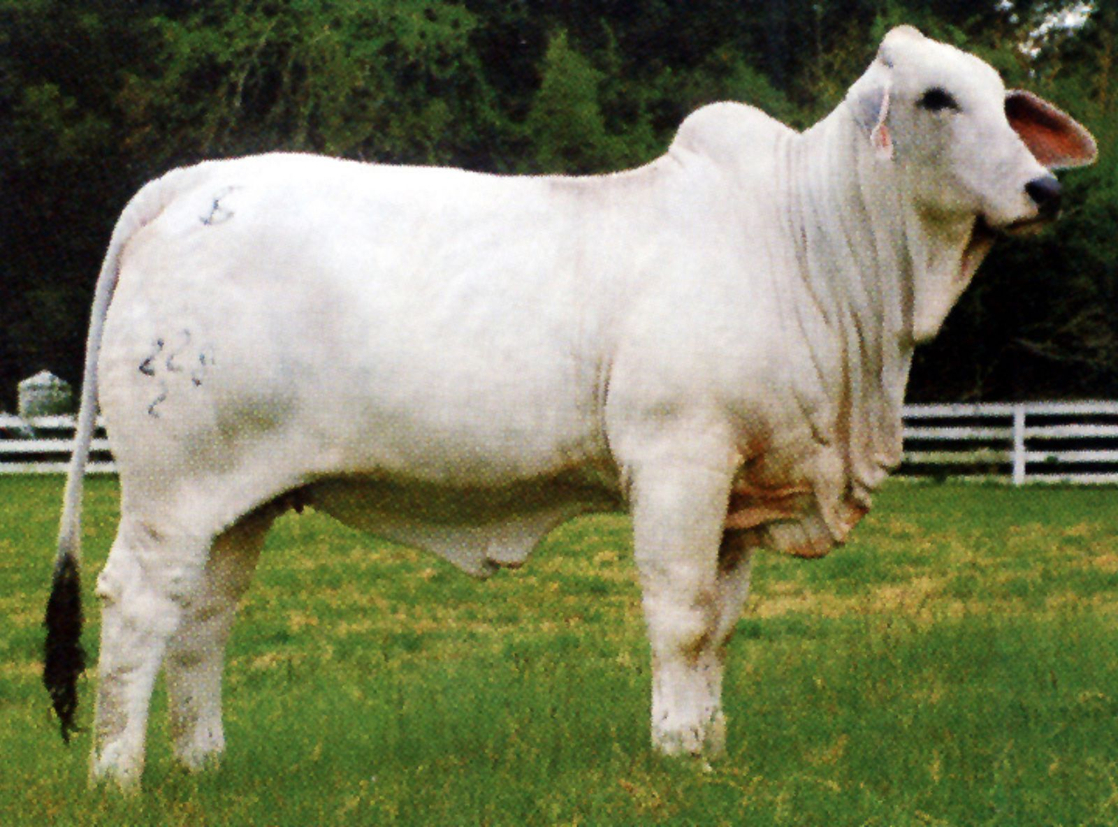 FILHA DO DOUBLE TAKE MANSO 229/8