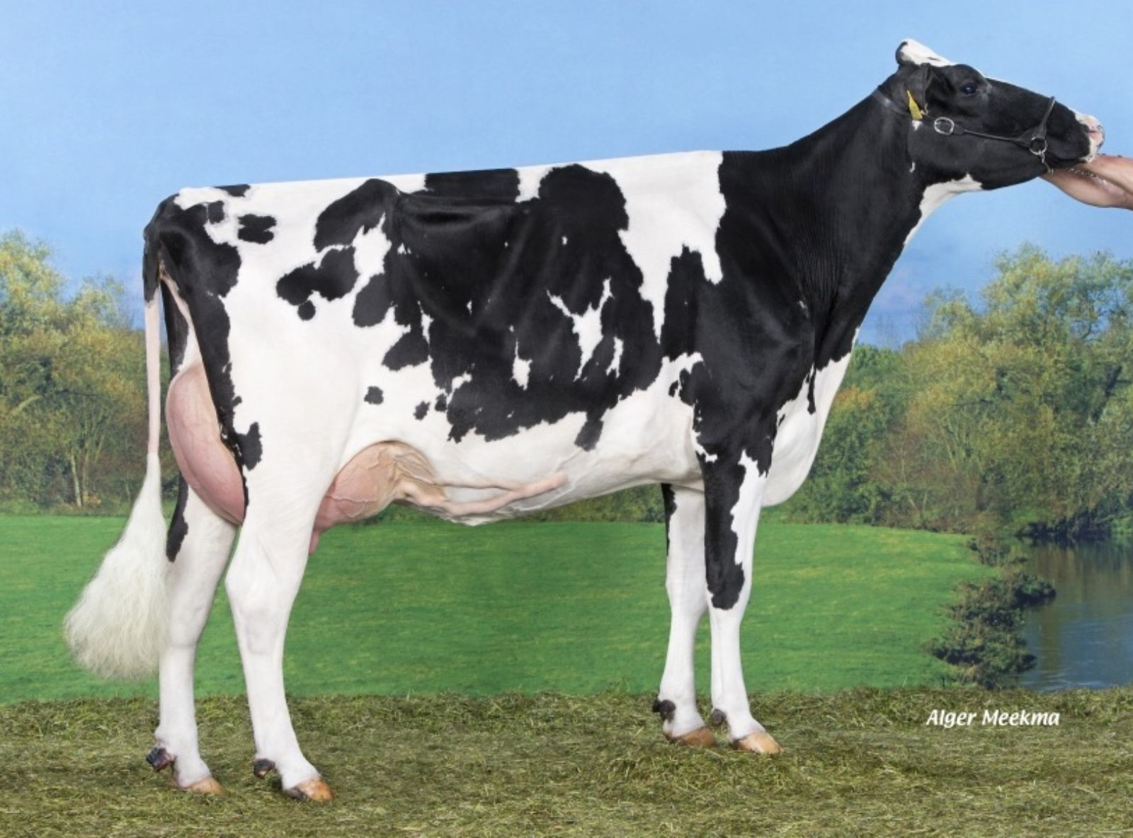 DOORMAN KOEPON DOOR CASSY 161 - TATARAVÓ DO BELAKO