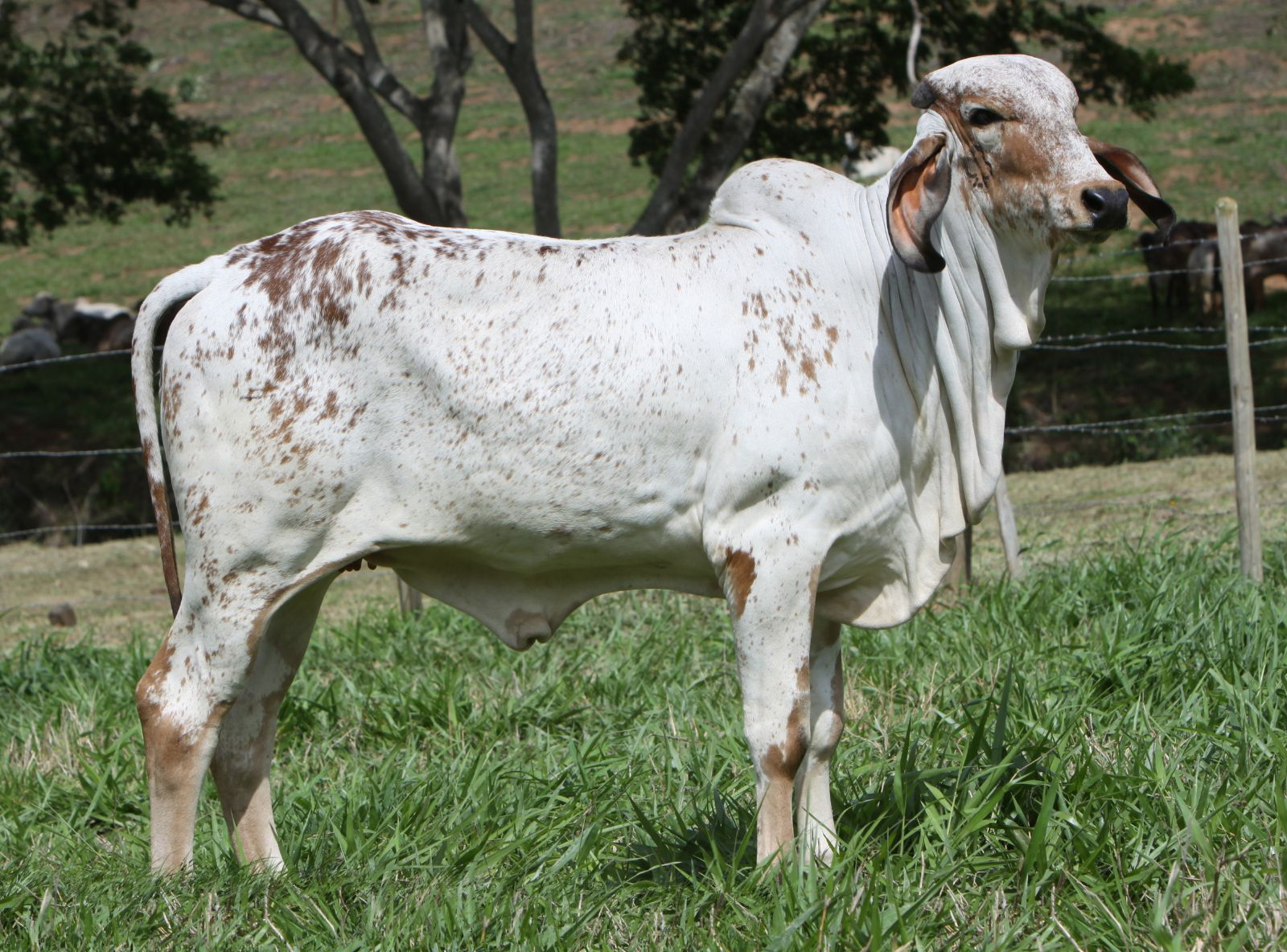 HOSANA JCRF 152 - FILHA DO ELO