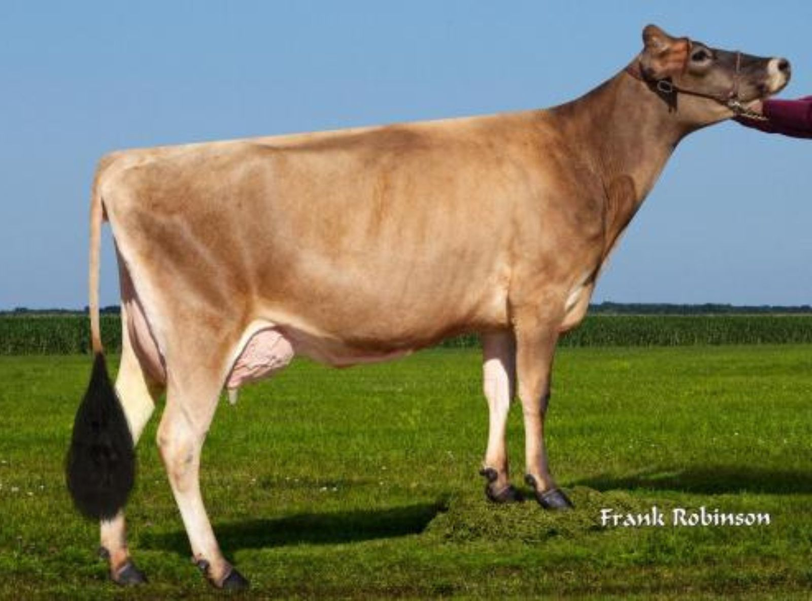 DAM JX AHELEM DAGGAR NANCY 50578  G-USA 2YR