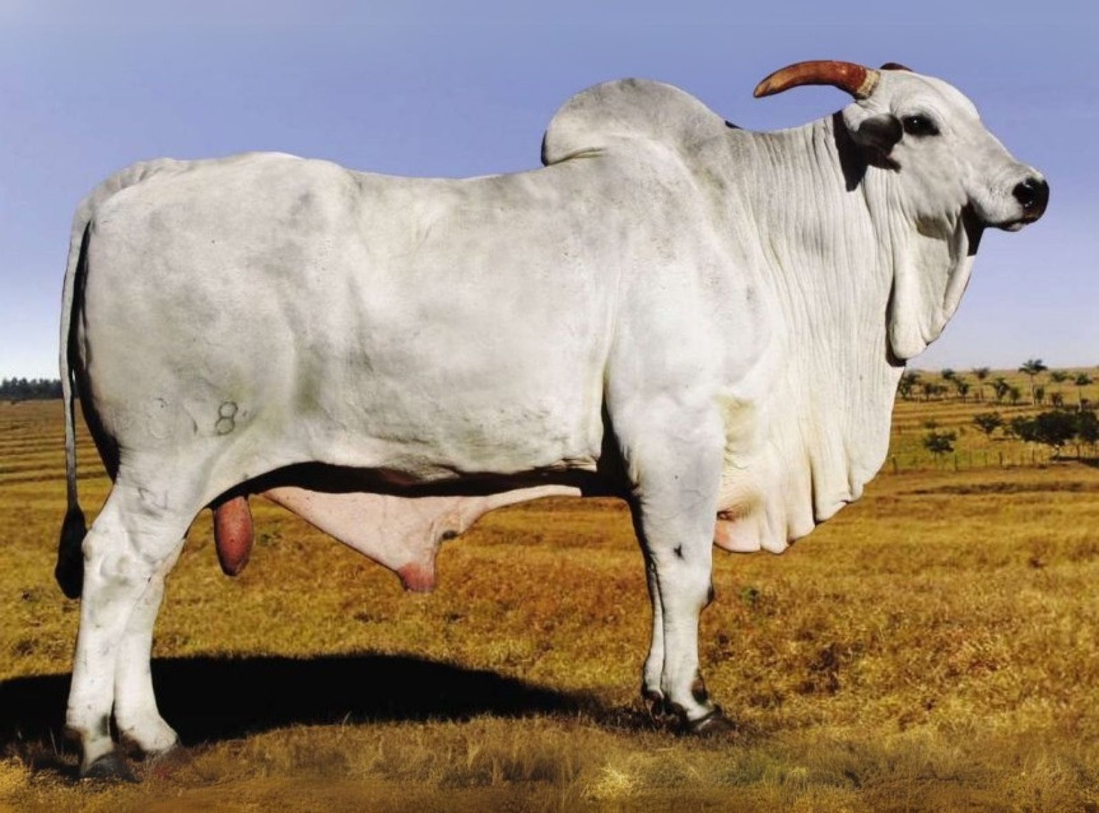 Titio B8734 MN - Bisavô