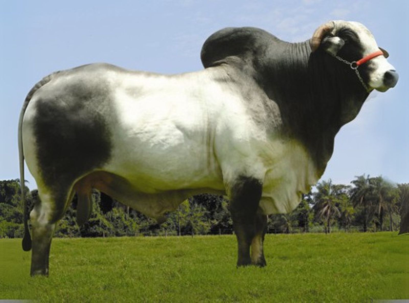 Hulk B8369 MN - Bisavô