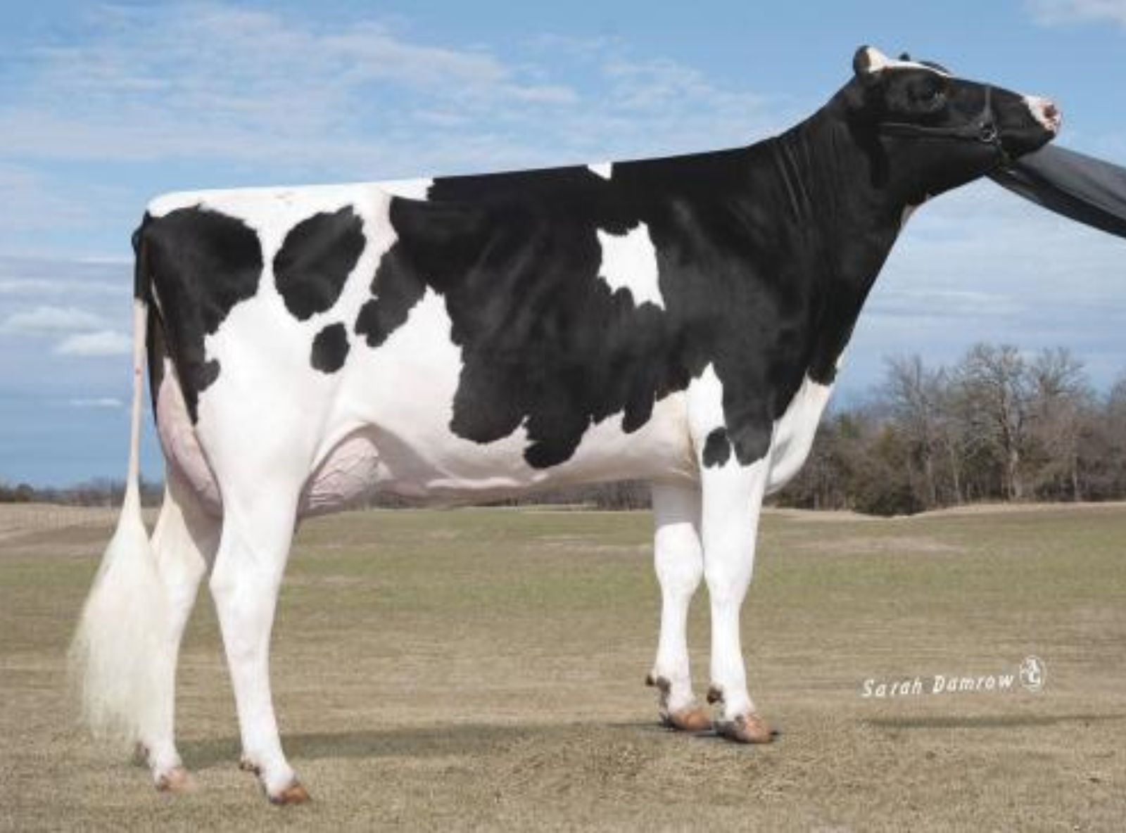HAR DALE ACRES JP PALACE ET VG-87 - BISAVÓ DO PROFIT