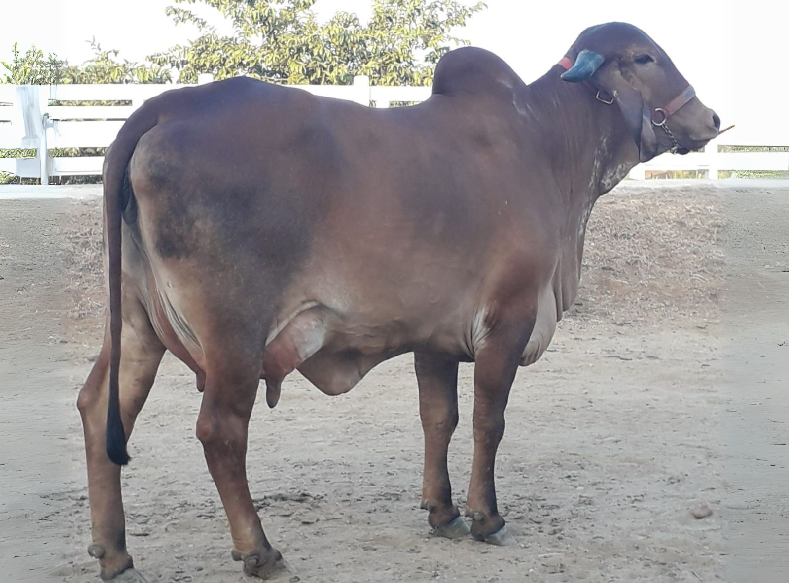 IRMÃ MATERNA DO URANO