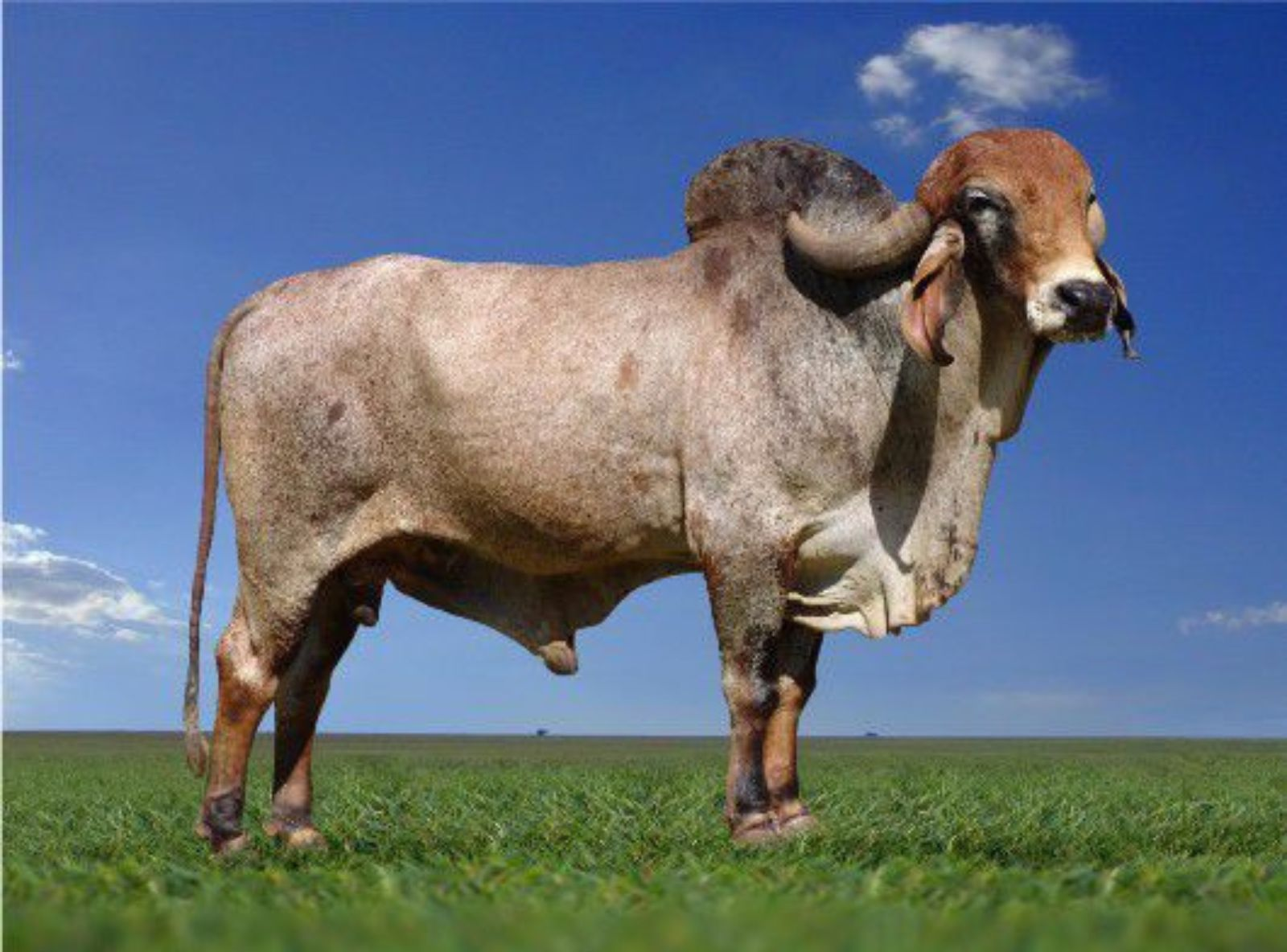 LÁCTEO TE CAL. - PAI DO MERCENÁRIO