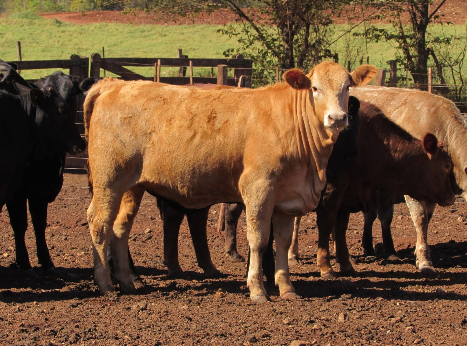 PROGÊNIE DO VLADIMIR