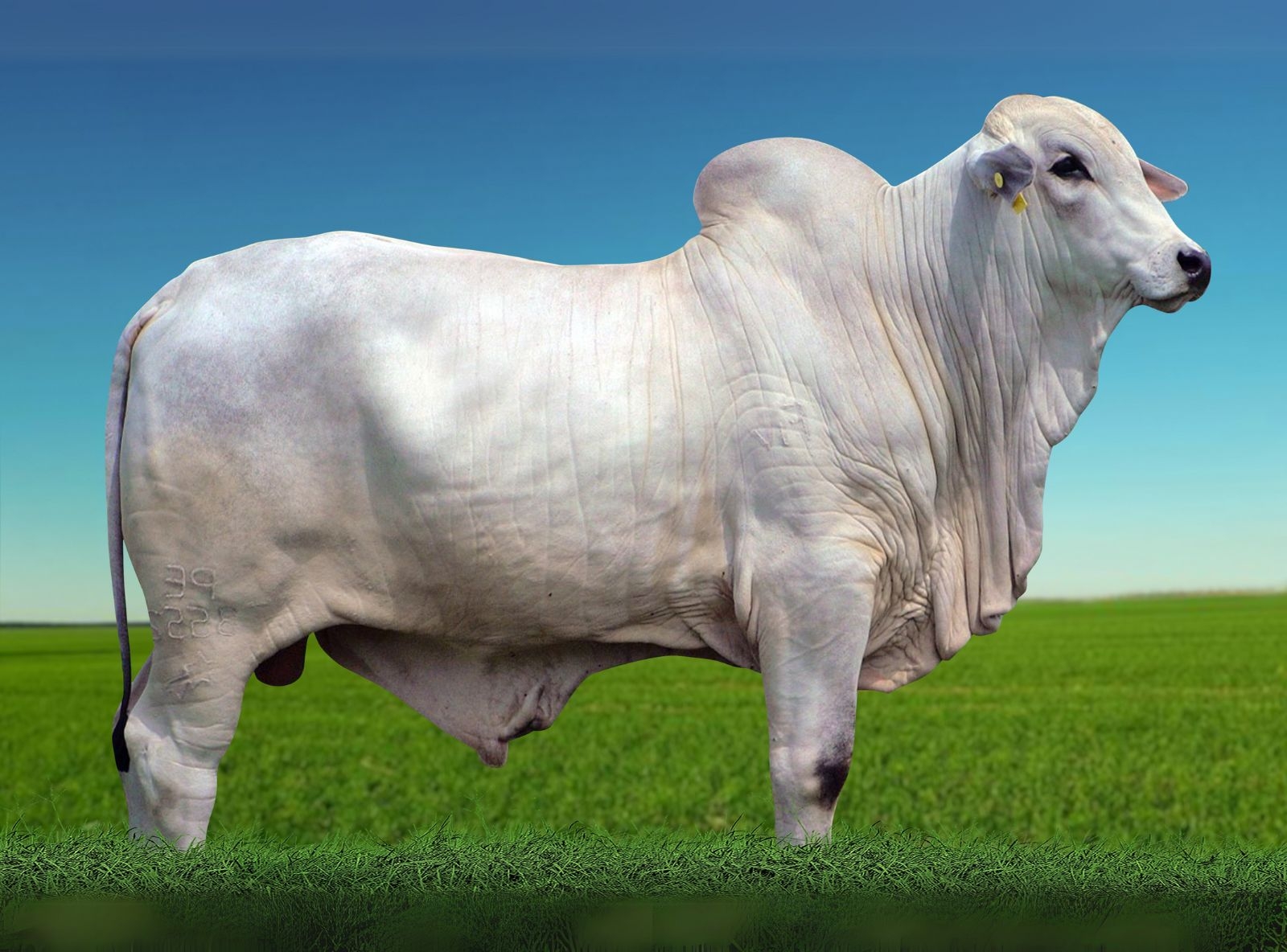 APEROL FIV DA COMETA