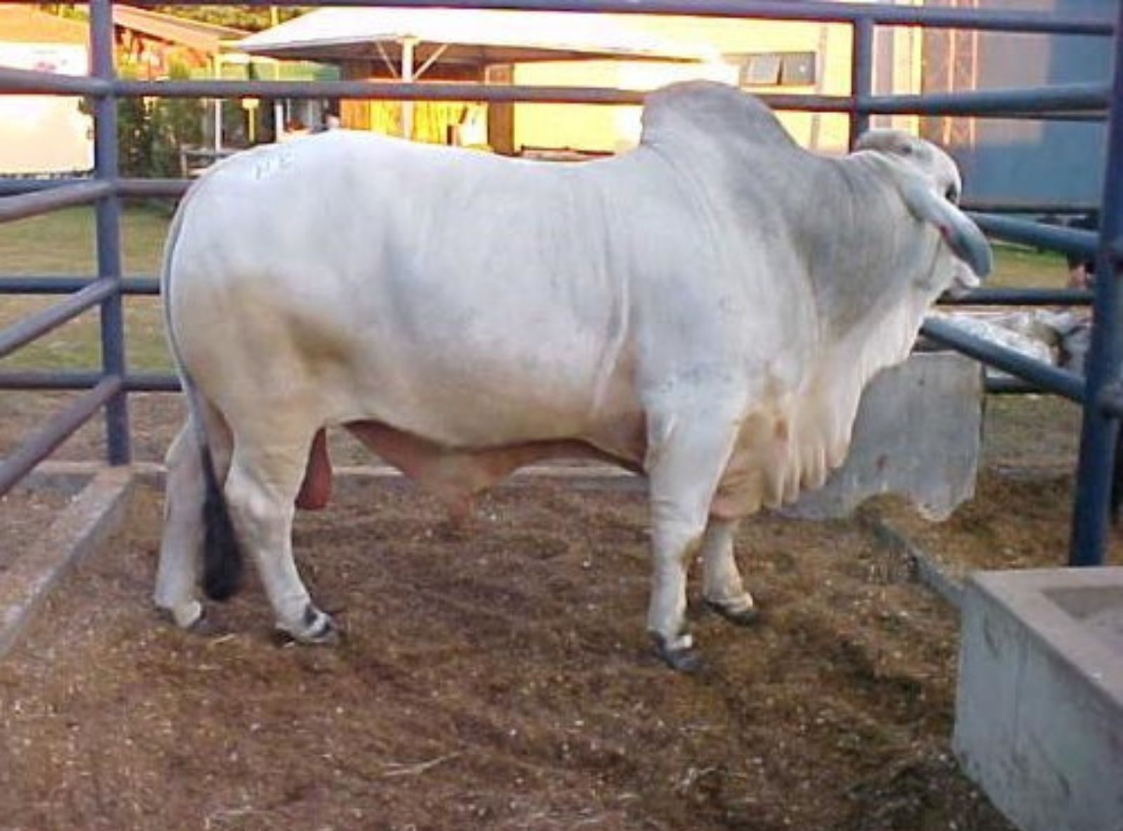 FILHO DO JDH MR. SUPERCALC MANSO 310/2