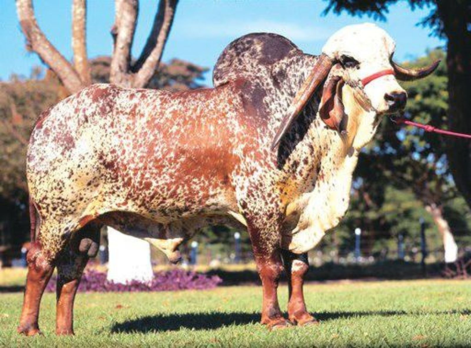 C.A PALADINO - AVÔ DO KADIWEU