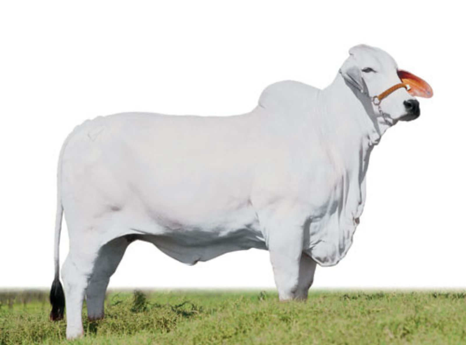 FILHA DO JDH MR. SUPERCALC MANSO 310/2