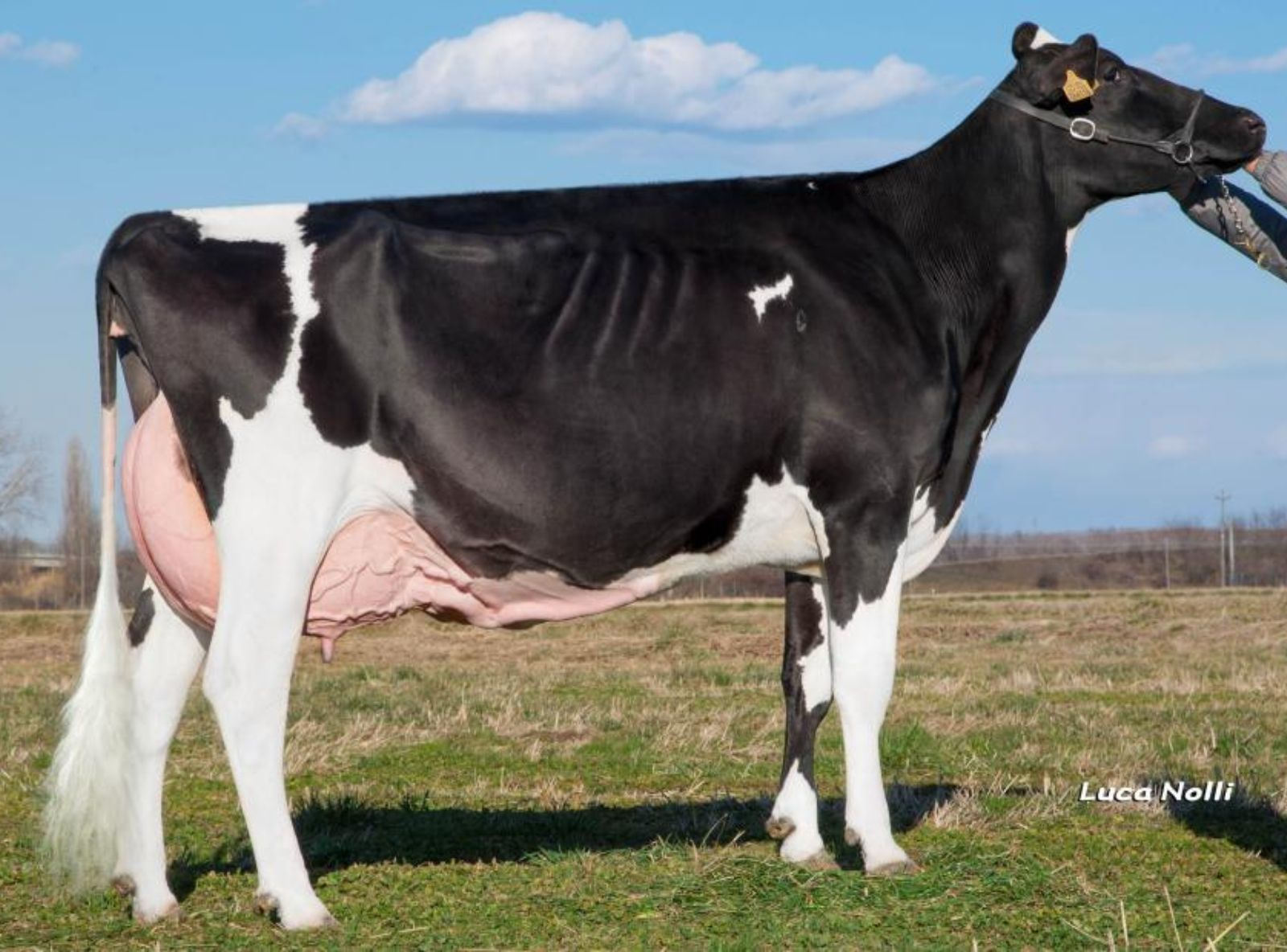 PESS FARM GOLDWYN NERZ - BISAVÓ DO FALETTI