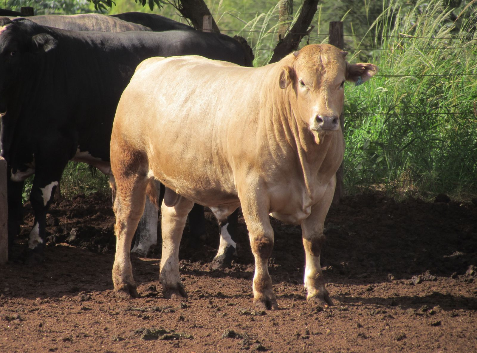 TRICROSS - FILHO DO VLADIMIR