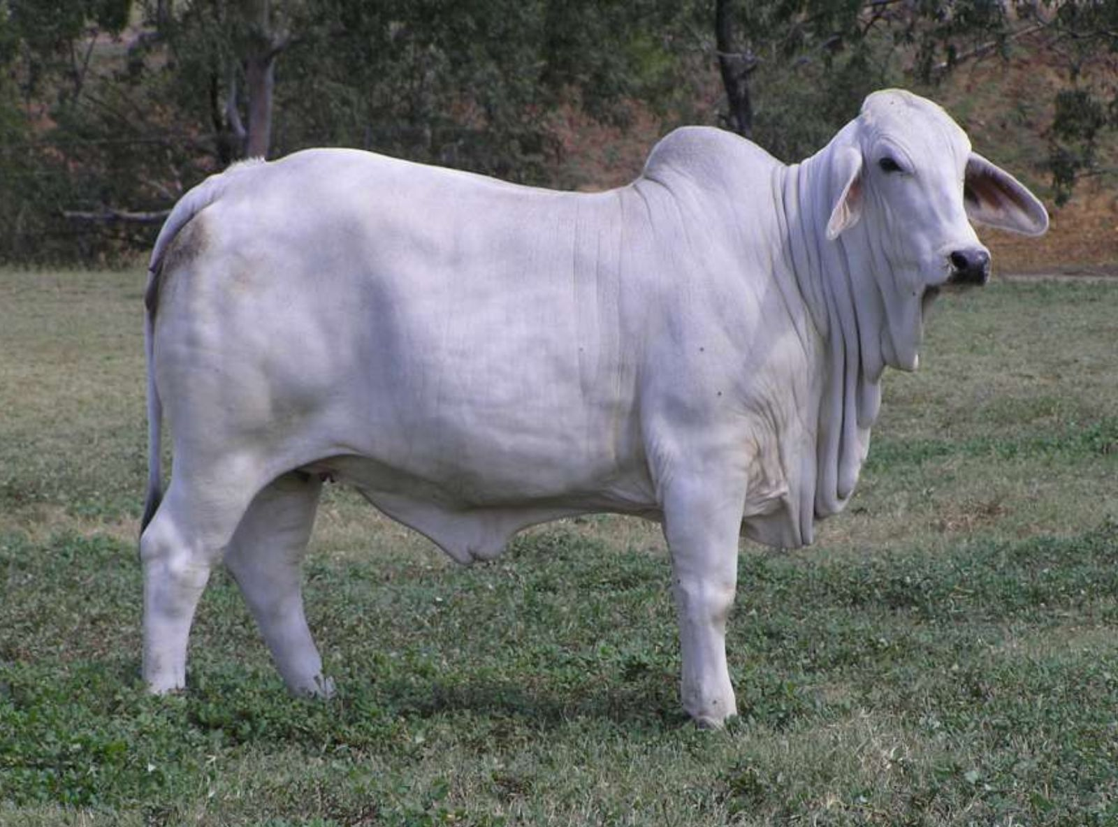 FILHA DO JDH REMINGTON MANSO 784/2