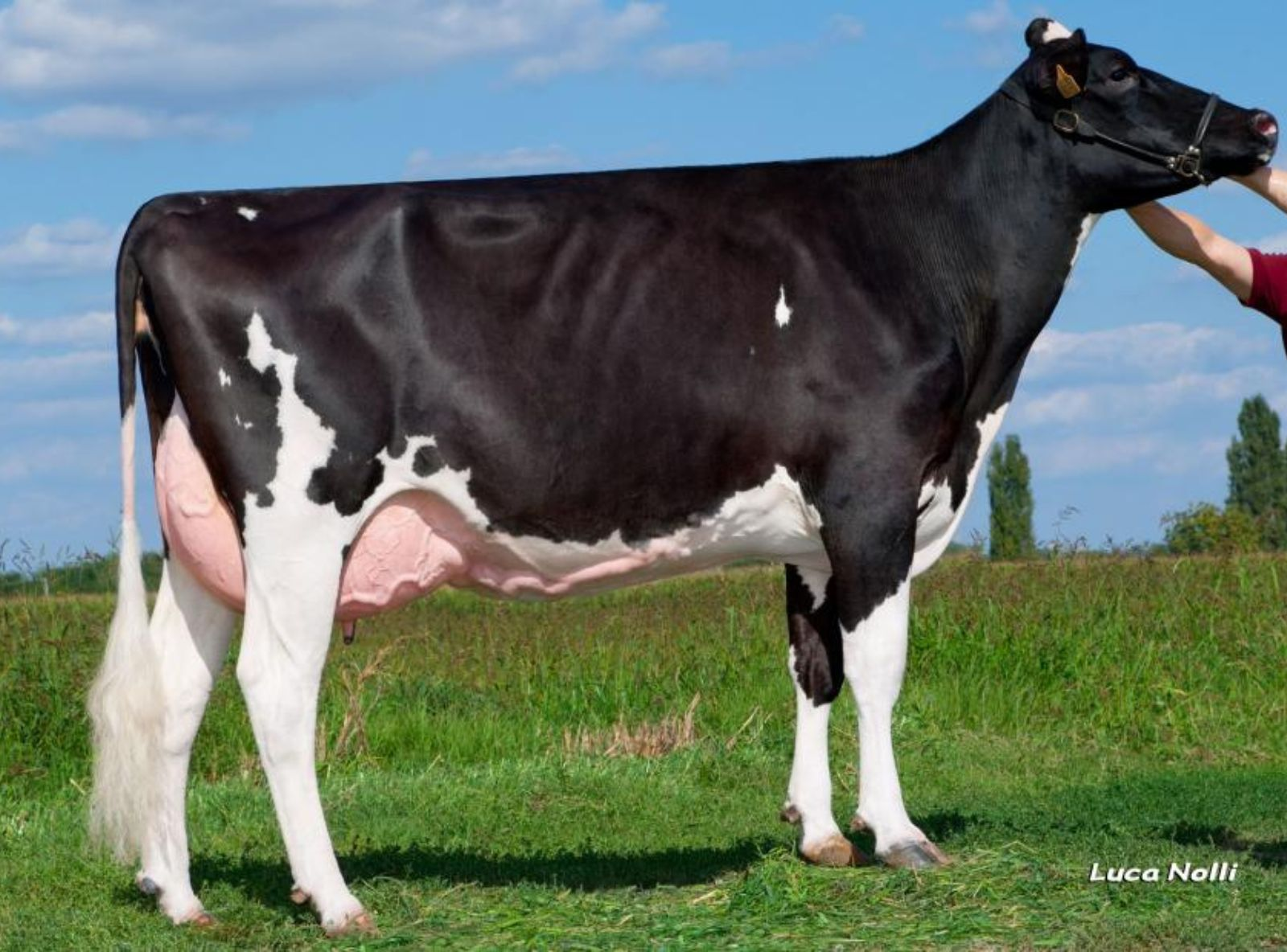 PESS FARM GOLDWYN NEXT