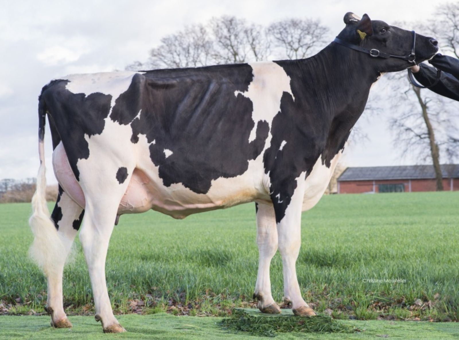 PICANTO WILDER MARTA - IRMÃ DA MÃE DO MOCCA