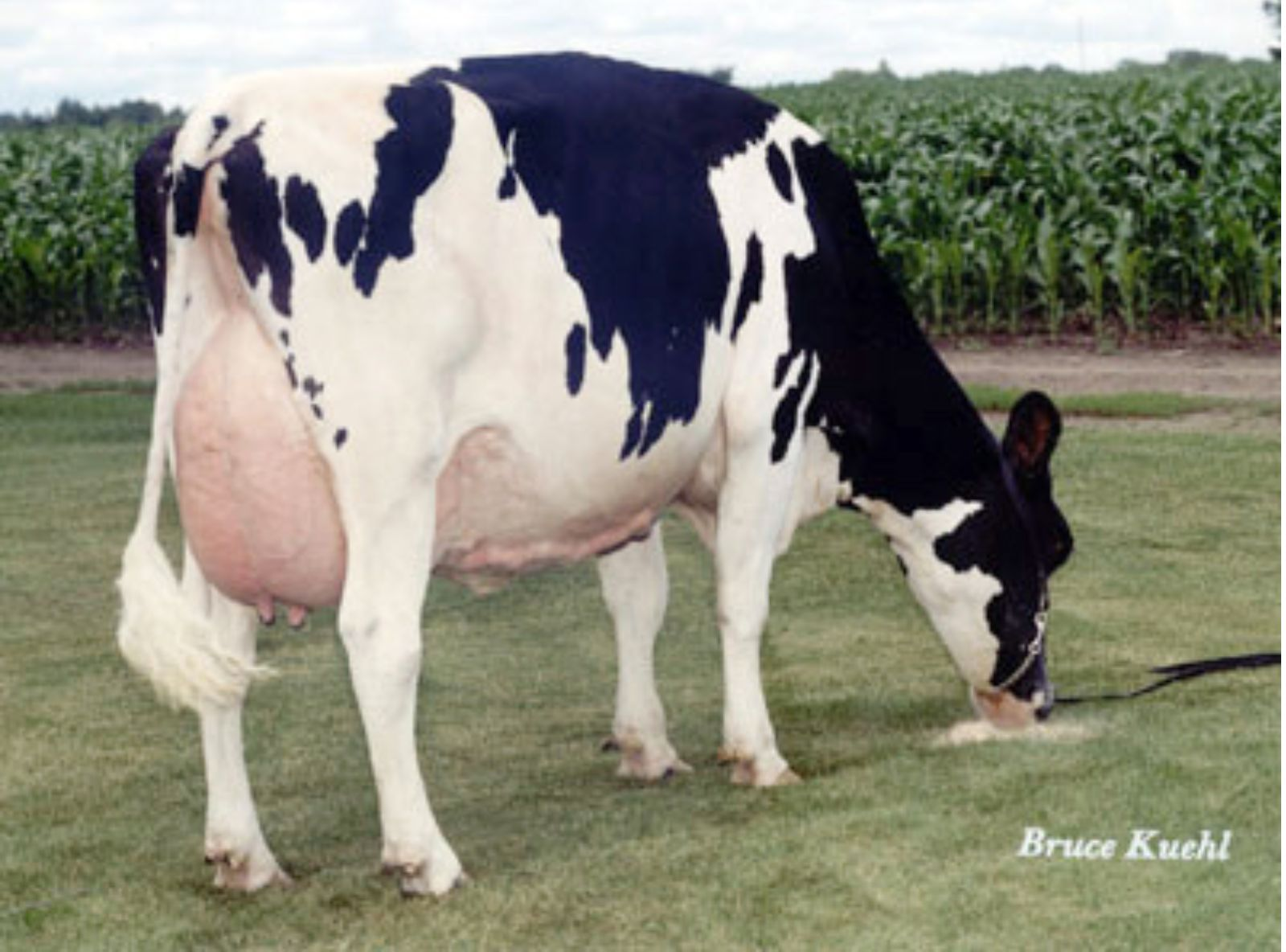 RALMA JUROR FAITH (EX-91) - 3ª MÃE