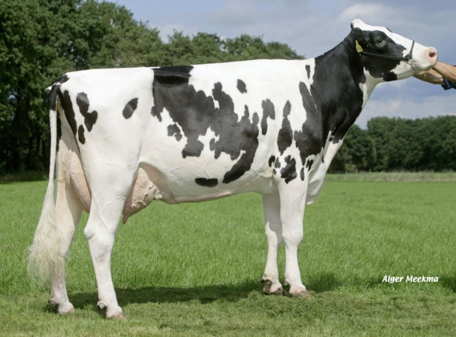 ETAREGGE KIAN ASMIRA 4 VG-87 - ORIGENS DO COMANCHE