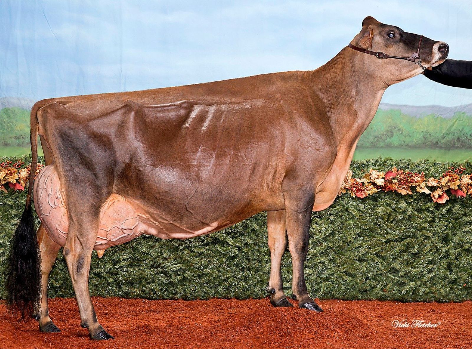 MUSQIE IATOLA MARTHA EX-96 - MESMA FAMÍLIA DE VACAS DA AVÓ DO FIJI