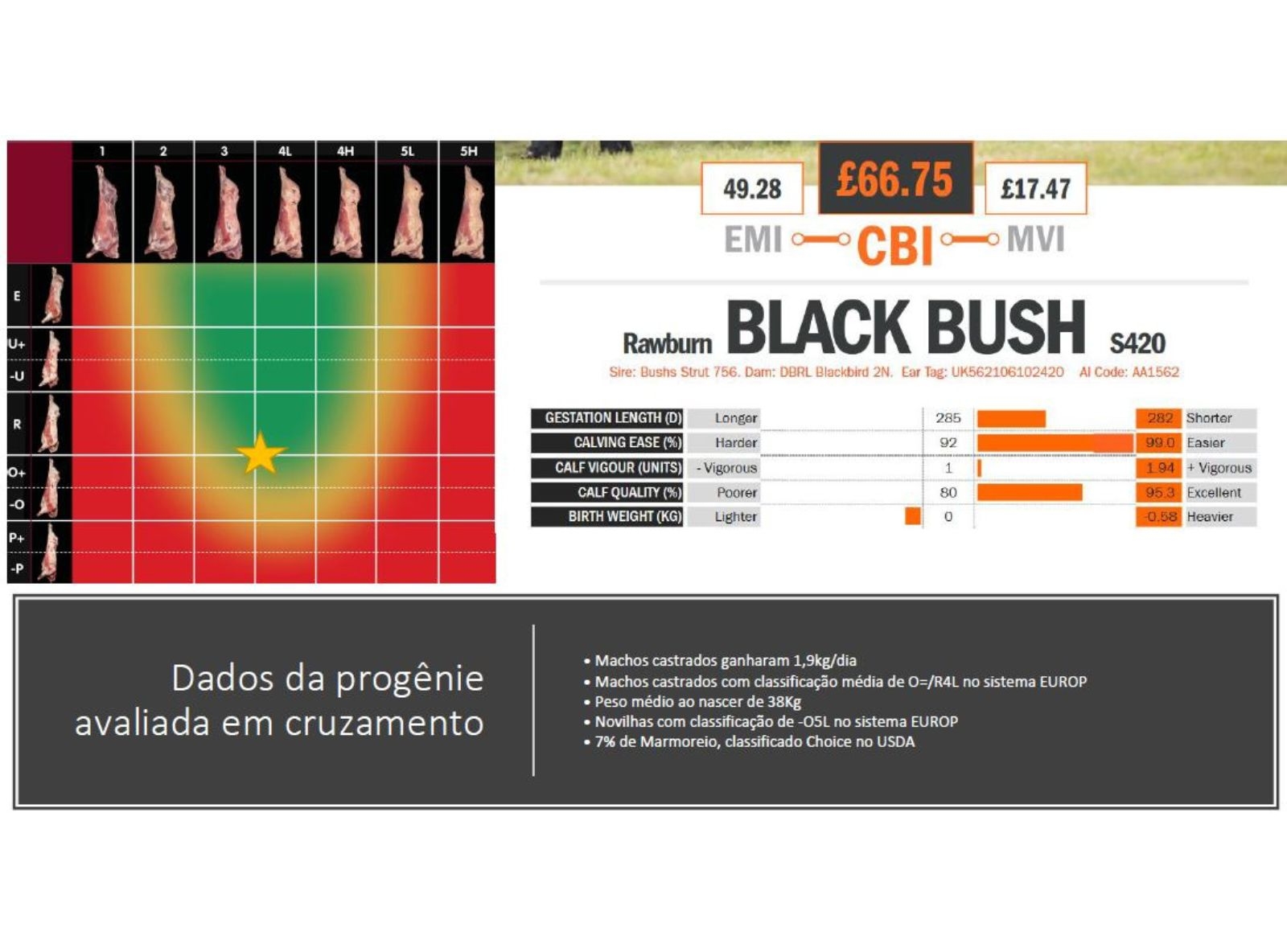 DADOS ABATE BLACK BUSH