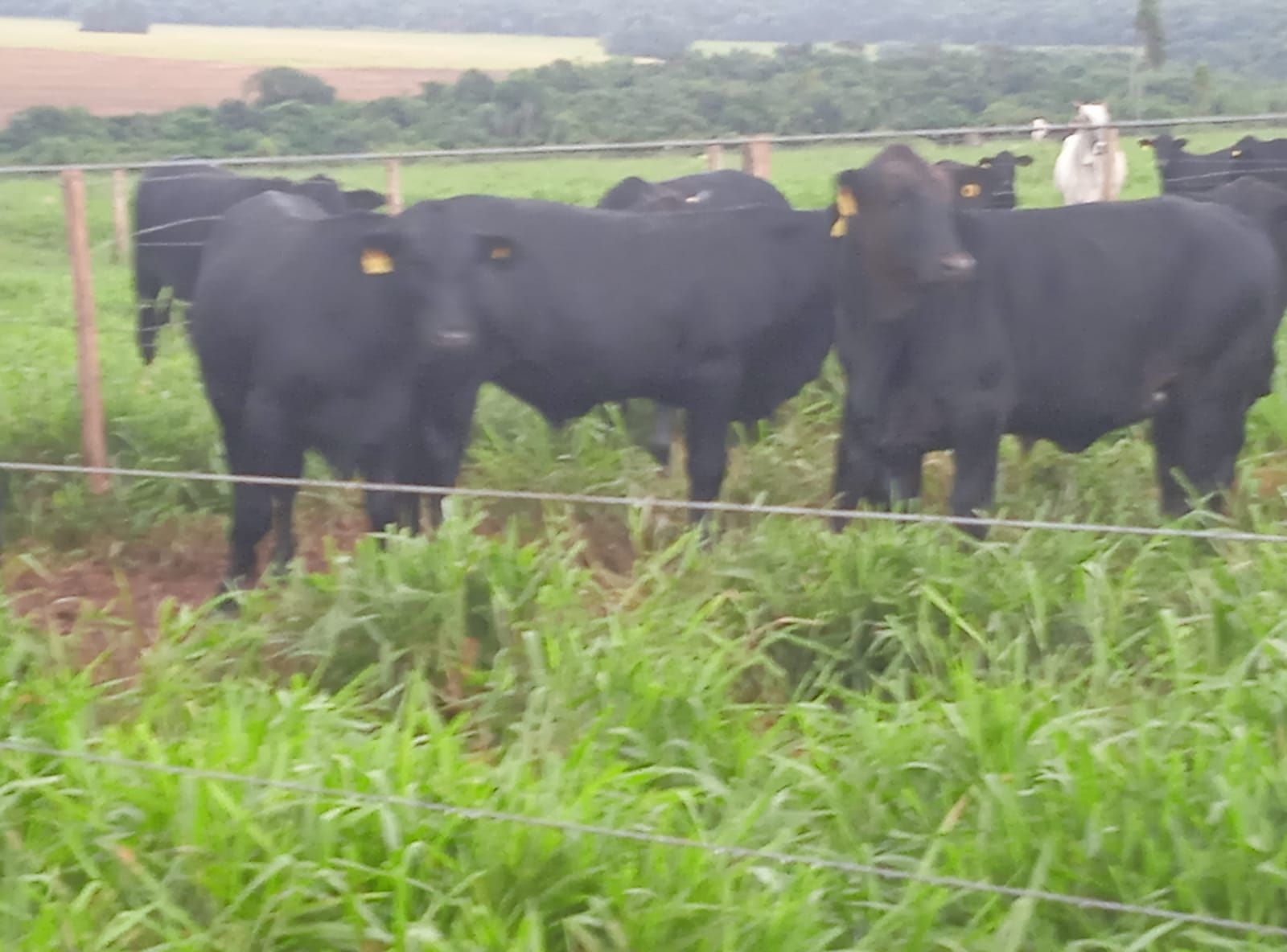 PROGÊNIE BLACK BUSH