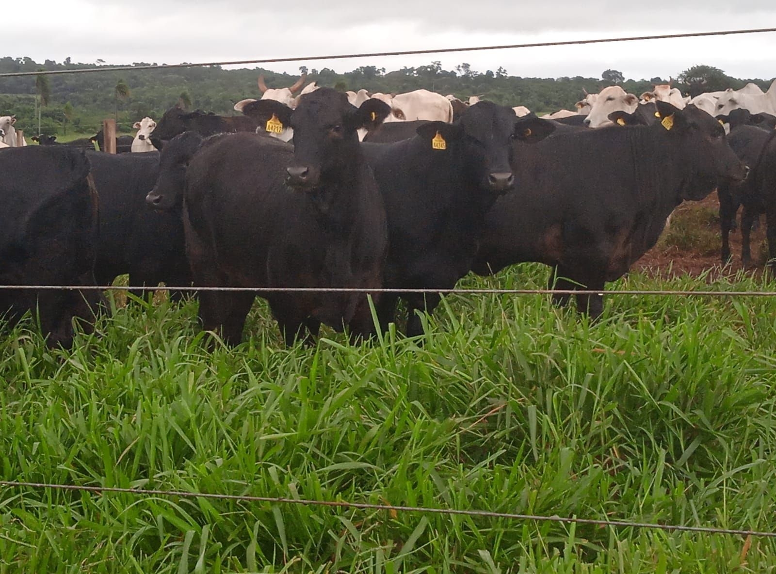 PROGÊNIE BLACK BUSH