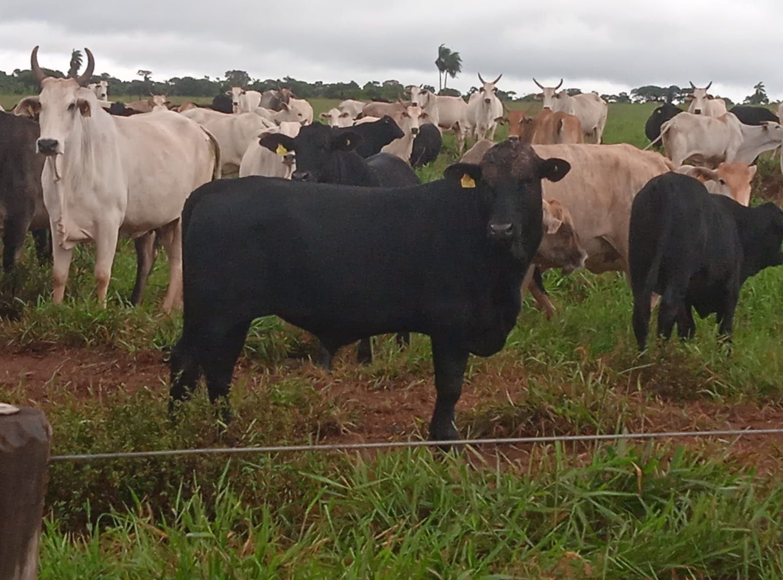 PROGÊNIE BLACK BUSH