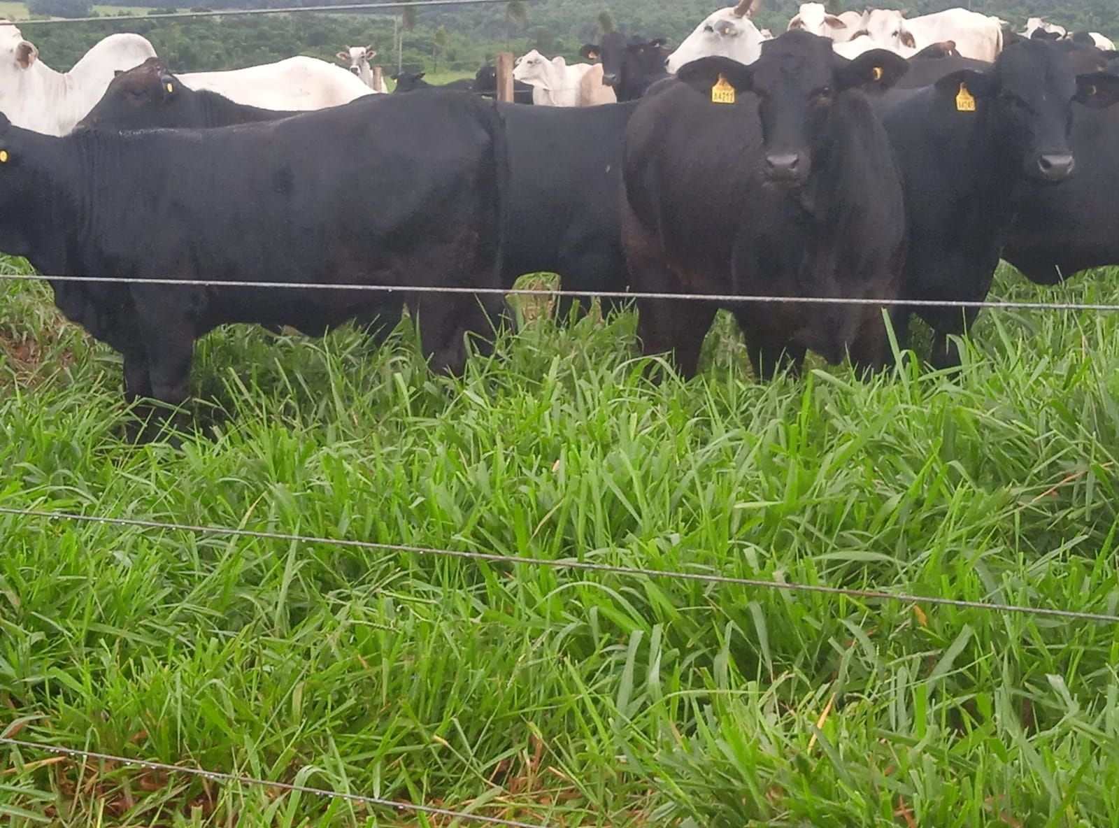 PROGÊNIE BLACK BUSH