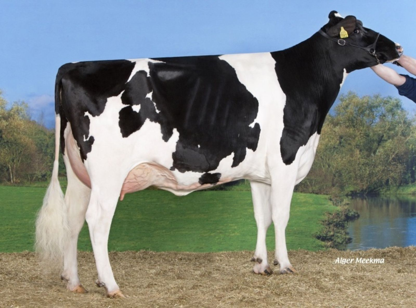 LAWN BOY KOEPON LBOY CLASSY 59 - AS ORIGENS DO BELAKO