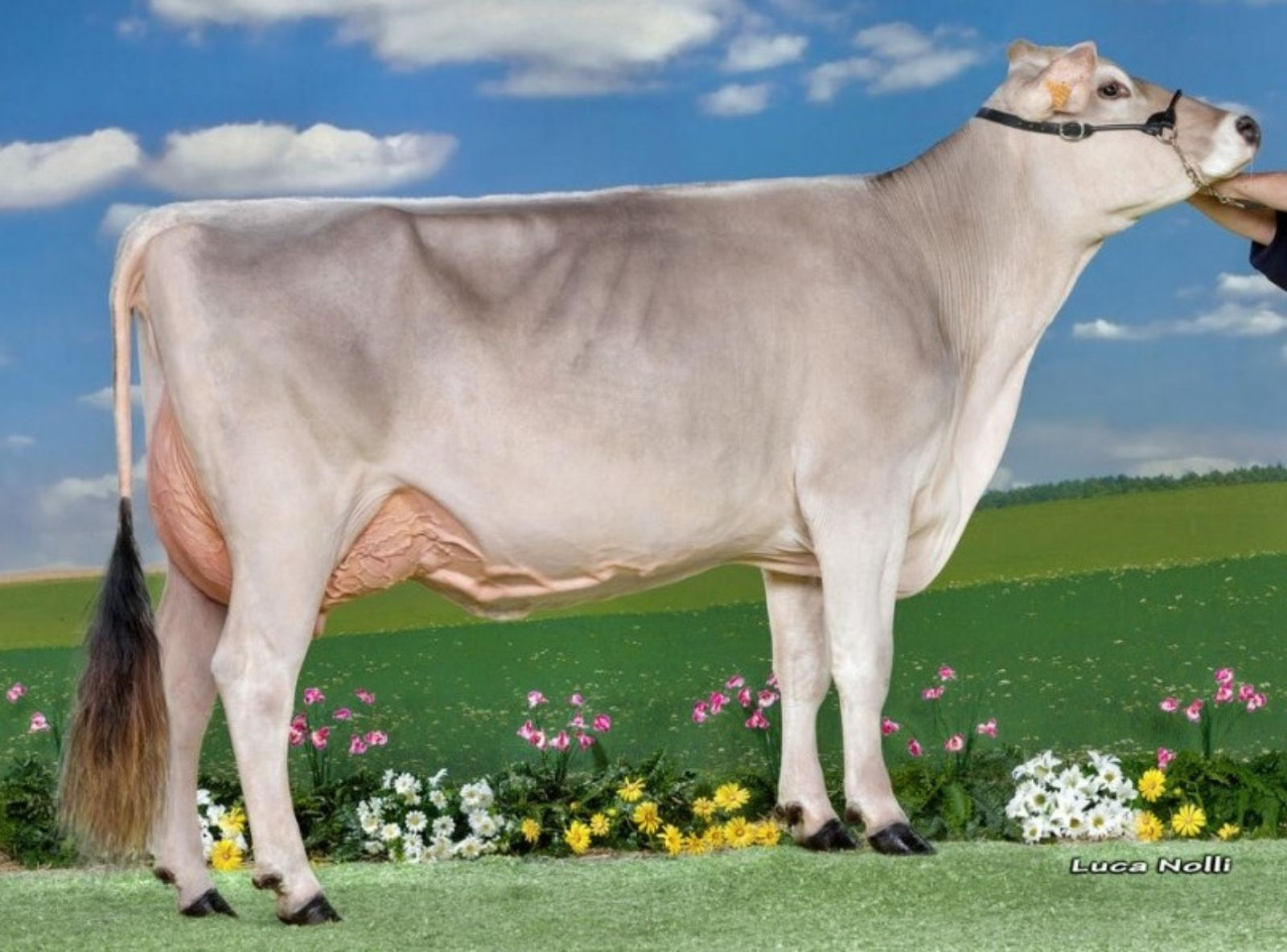 MANA FR - AVÓ PATERNA DO FROILAN