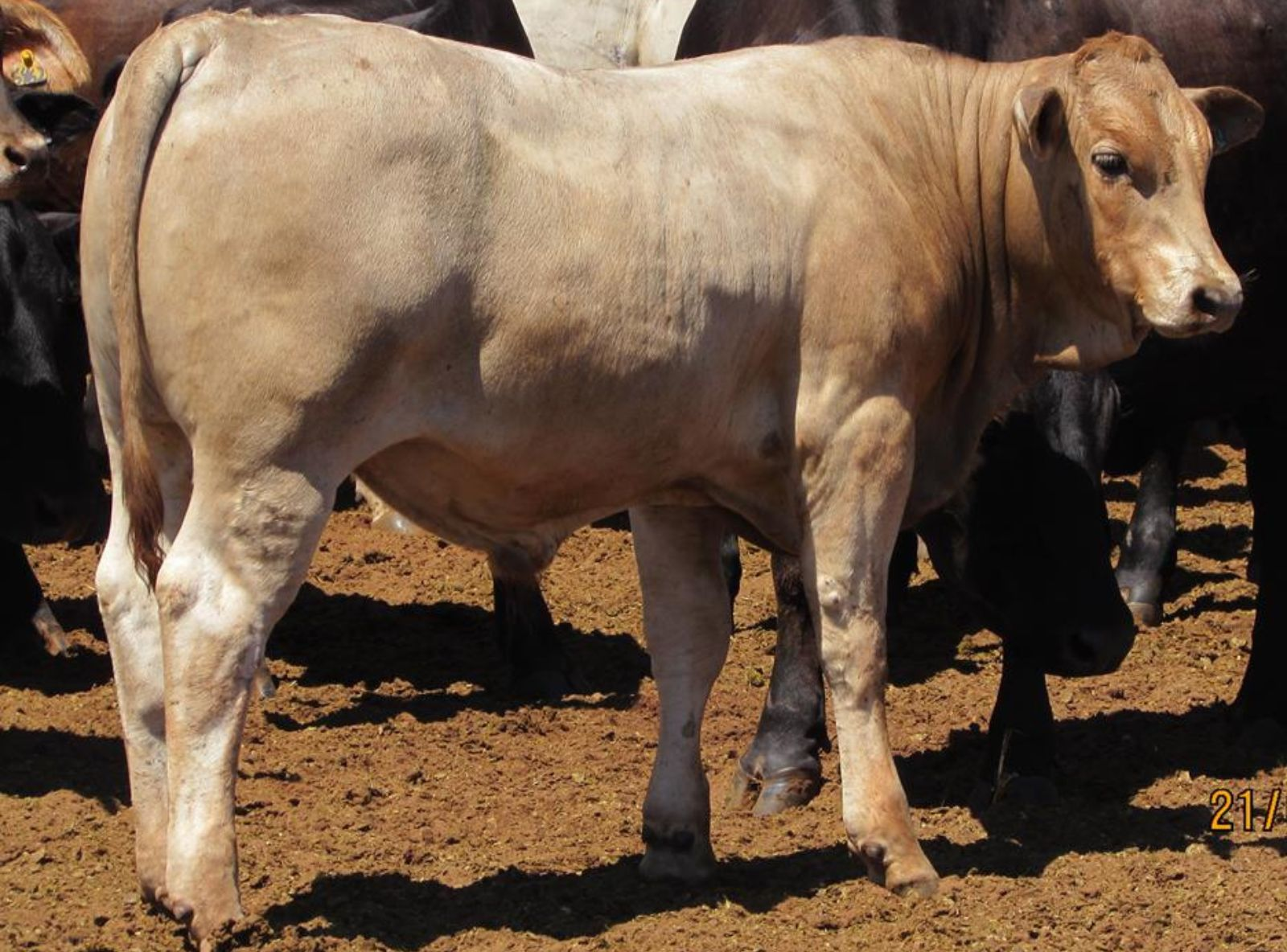 PROGÊNIE DO VLADIMIR