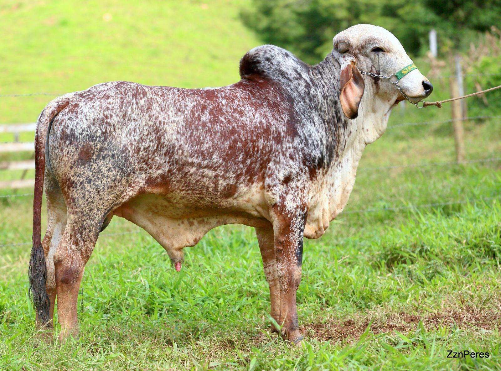 JAZZ 2012 - FILHO DO ELO