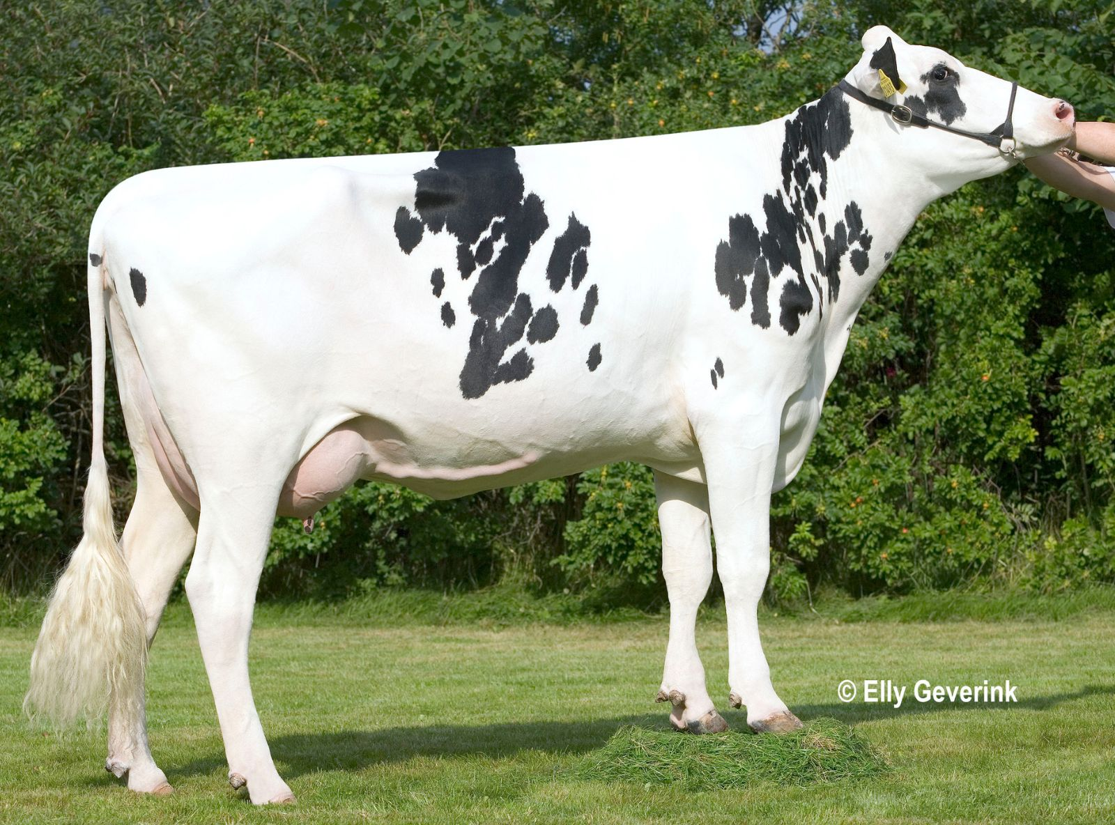 TIRSVAND OMAN NEBLINA VG-87 - 4ª MÃE DO SANTI