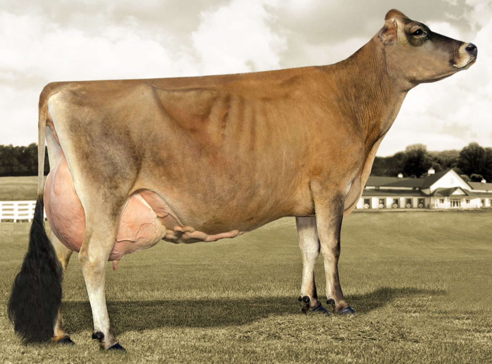 HAWARDEN JACE PIX - AVÓ DO PIXSTAR