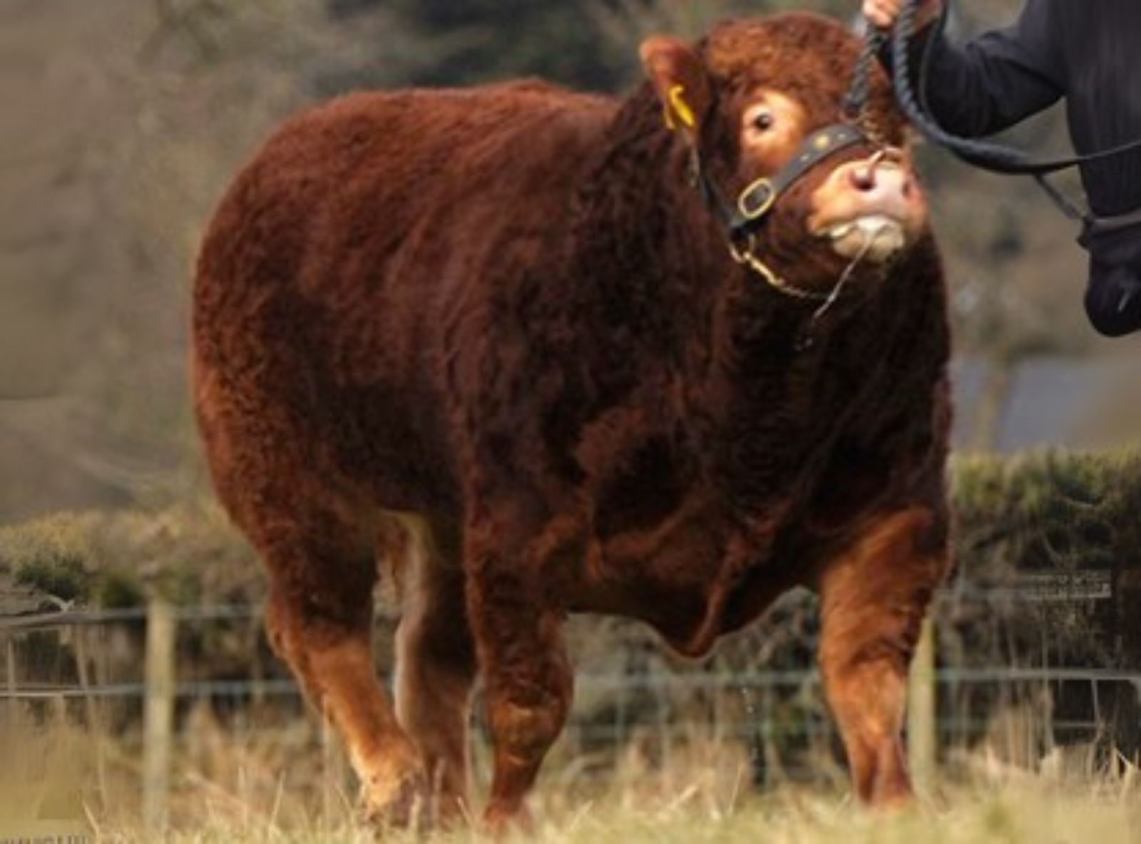 AMPERTAINE DOMINO - FILHO DO DOMINO