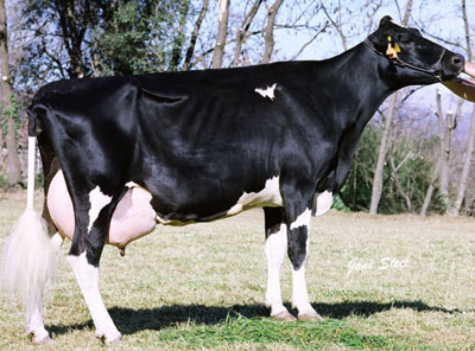 COROMINA EMIR 145 (MB-85) - FILHA DO EMIR