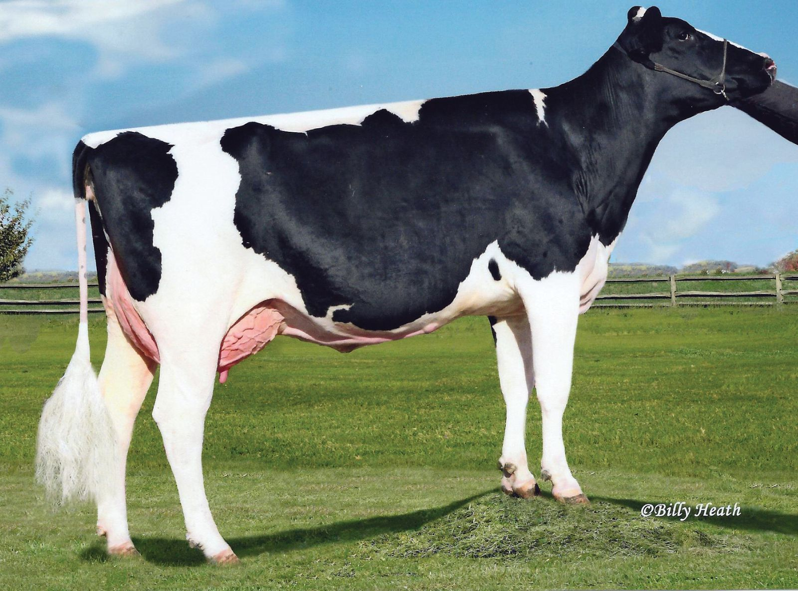 WINDSOR-MANOR ZO BOBBI (EX-90) - MÃE