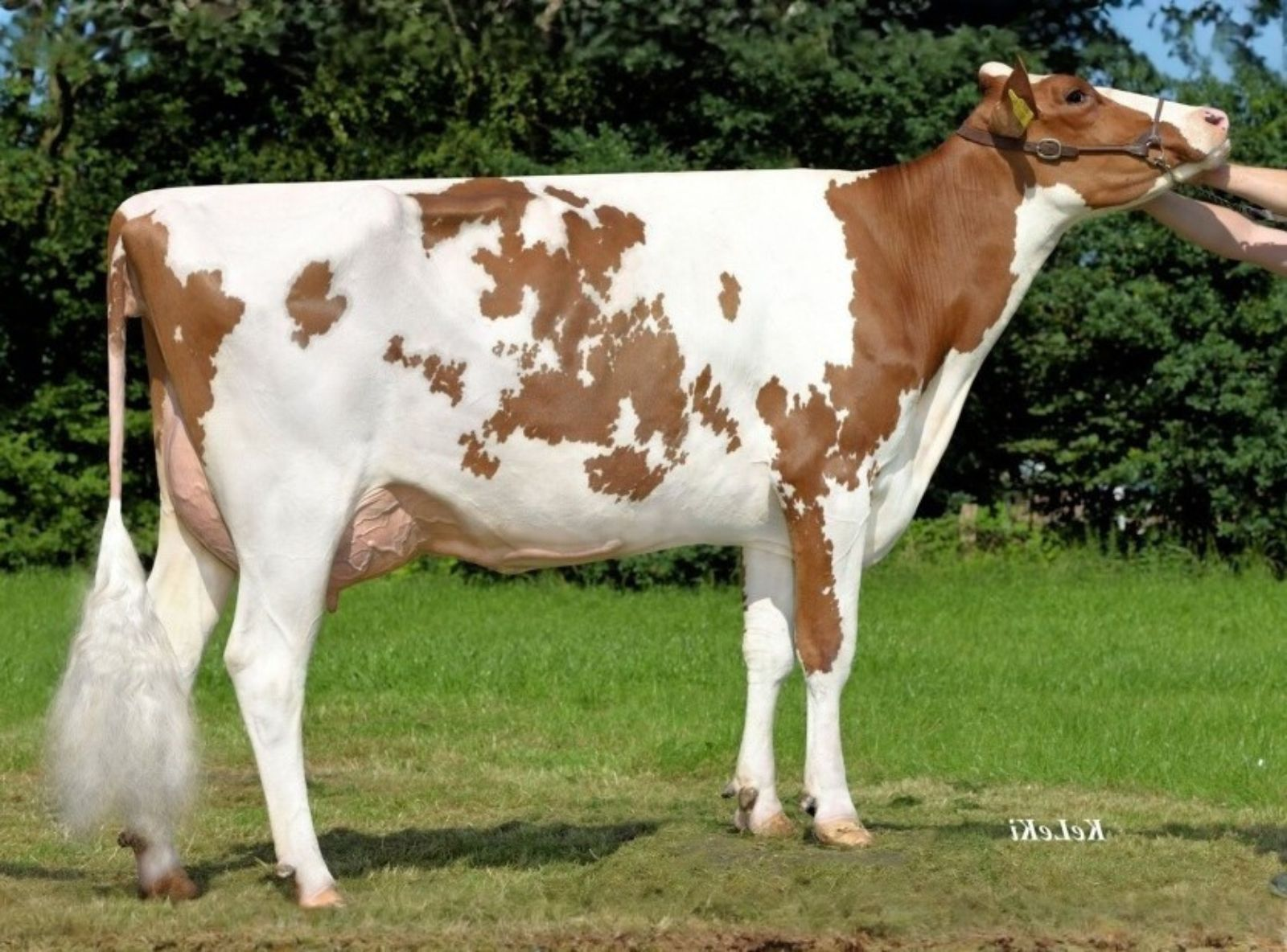 MAR BELAMI P RED - TATARAVÓ DE BRADY RED