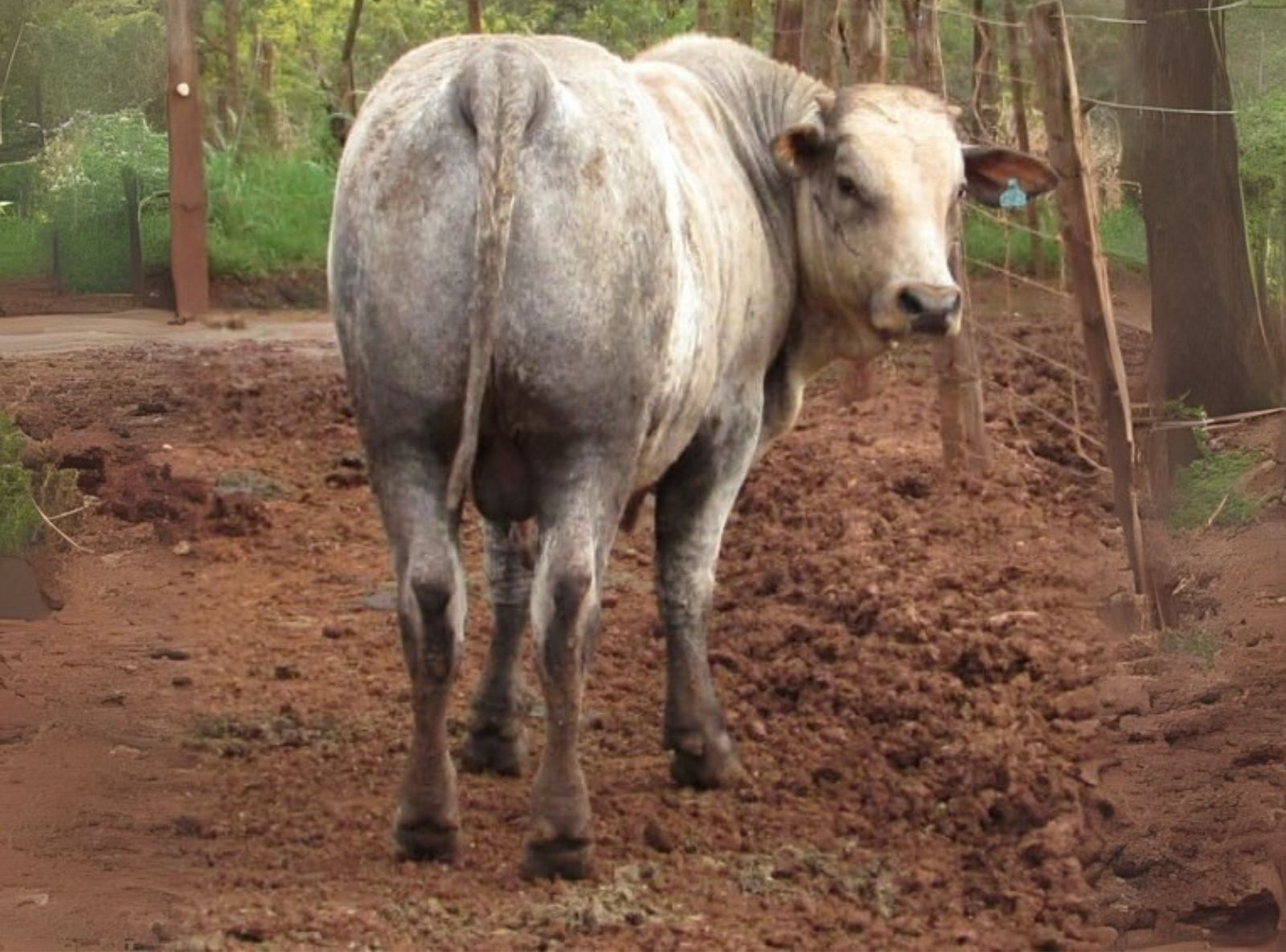 TRICROSS - FILHO DO VLADIMIR