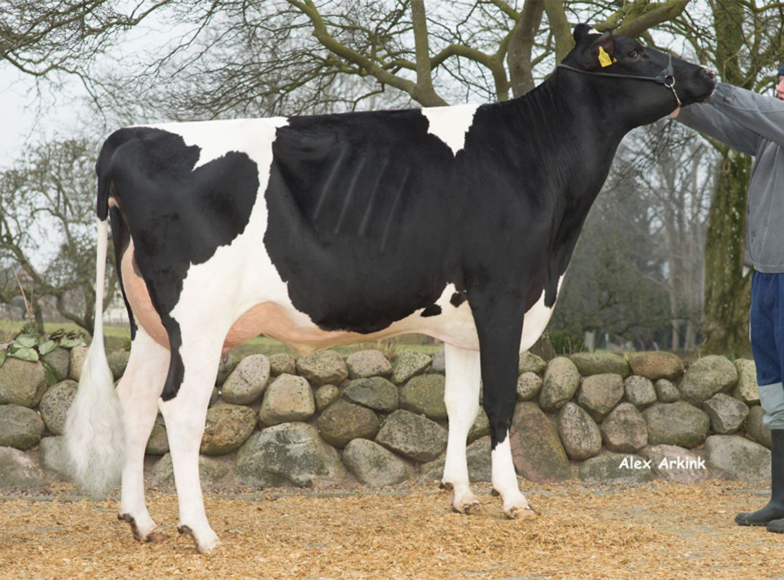 THH SANDY VG 86 - MÃE DO BONBON