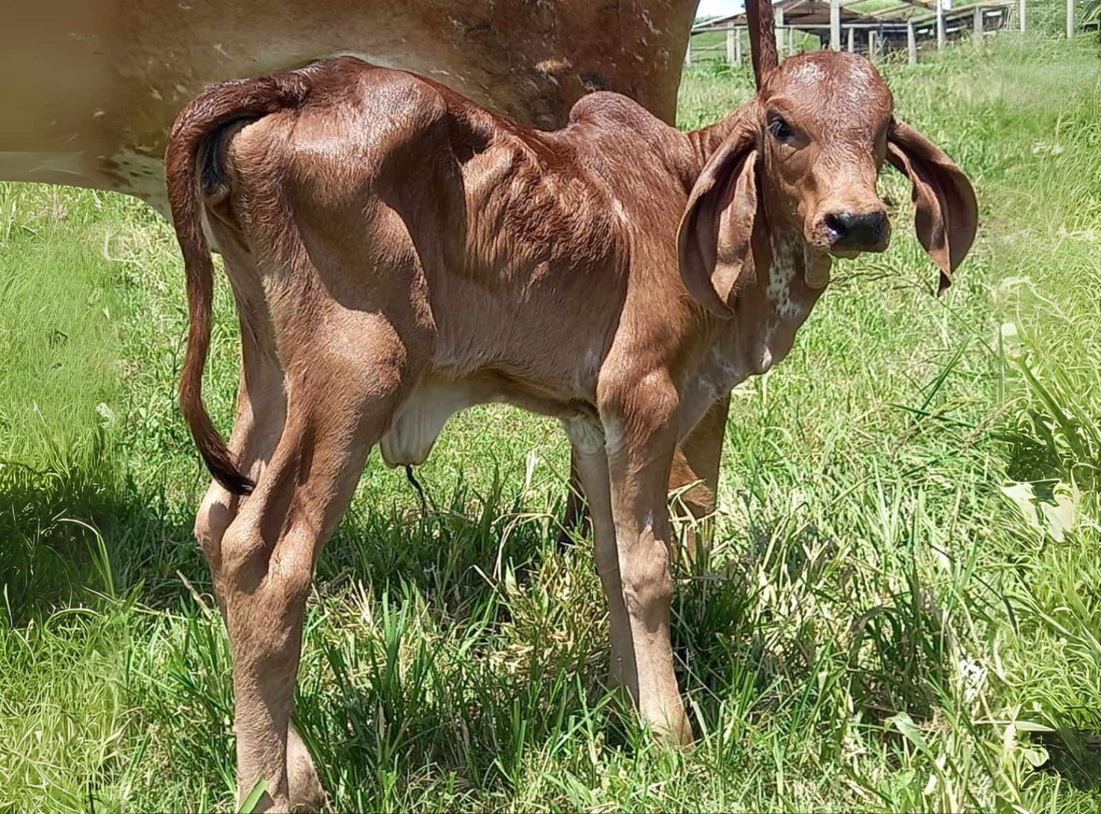 IRMÃ MATERNA DO URANO